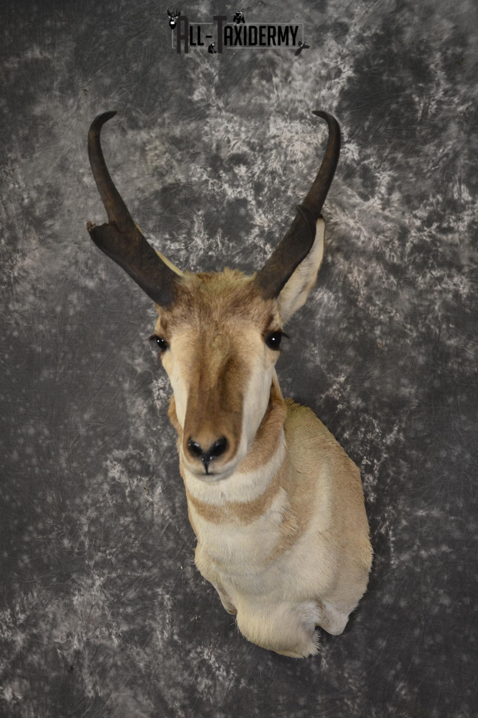 Pronghorn Antelope taxidermy shoulder mount for sale SKU 1946 - Image 5