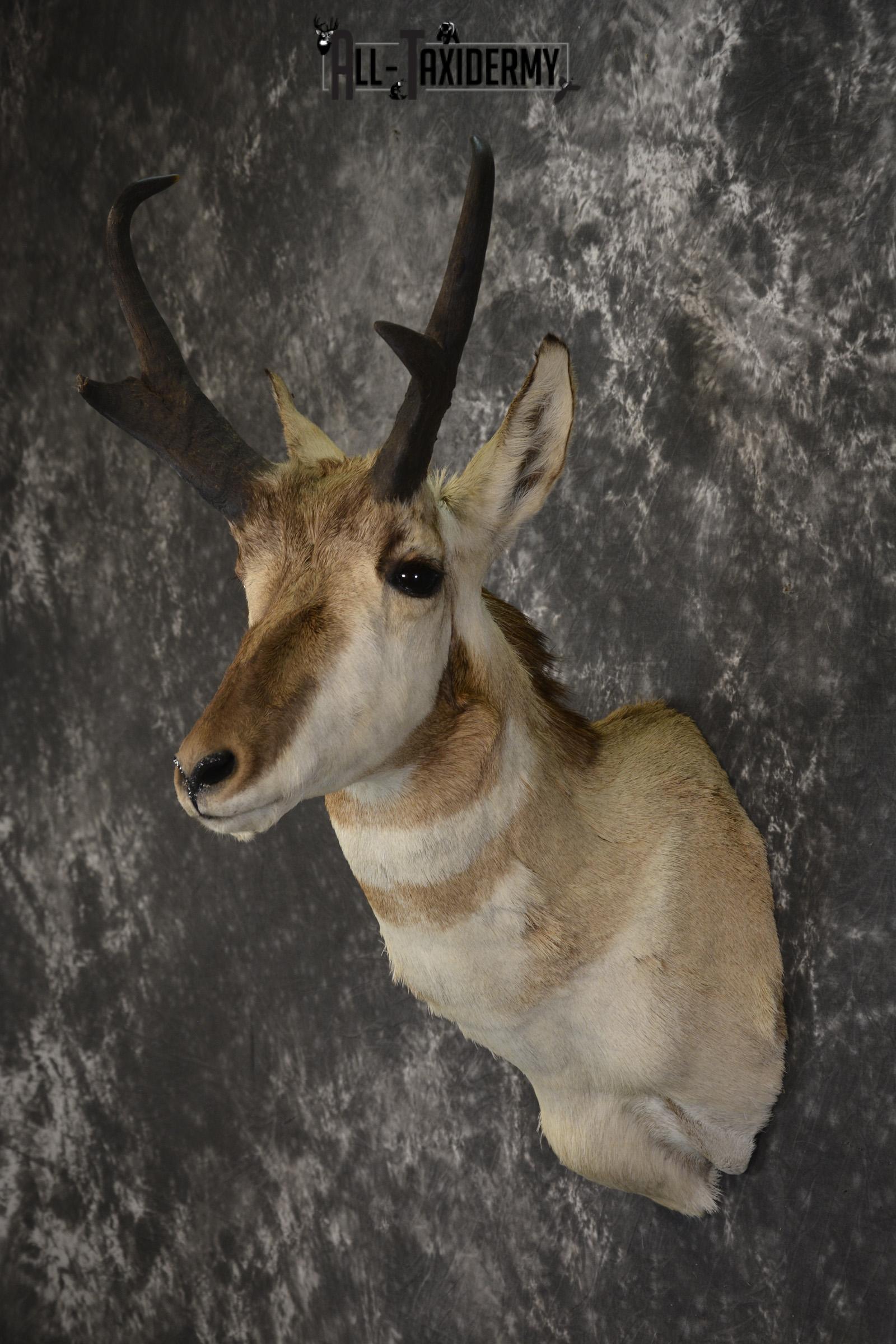 Pronghorn Antelope taxidermy shoulder mount for sale SKU 1946 - Image 4