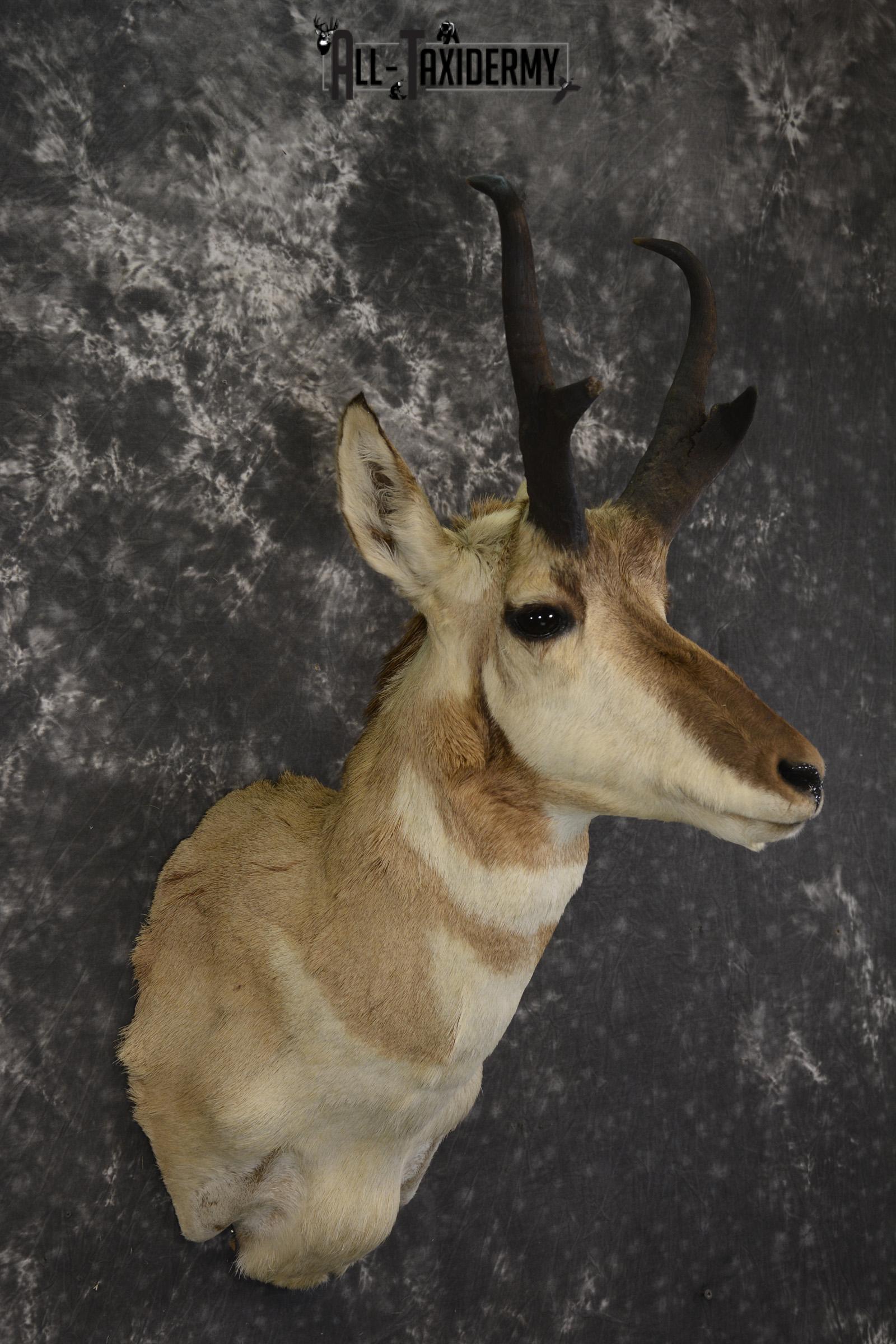 Pronghorn Antelope taxidermy shoulder mount for sale SKU 1946 - Image 3