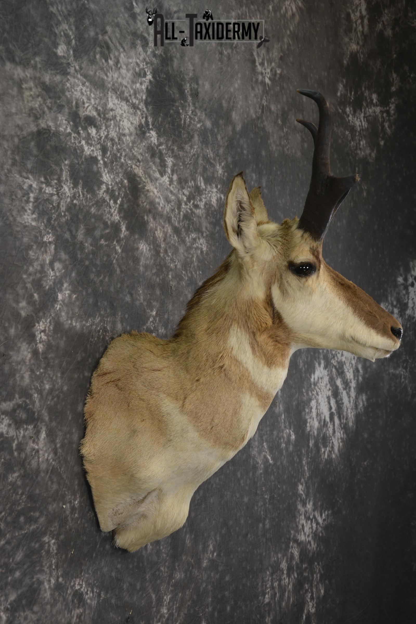Pronghorn Antelope taxidermy shoulder mount for sale SKU 1946 - Image 2