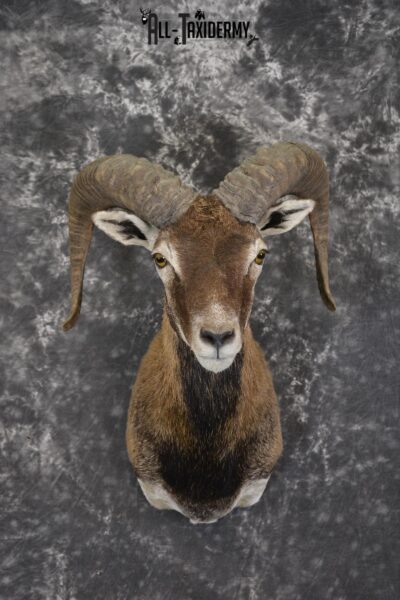 Corsican Sheep Taxidermy shoulder mount for sale SKU 1948