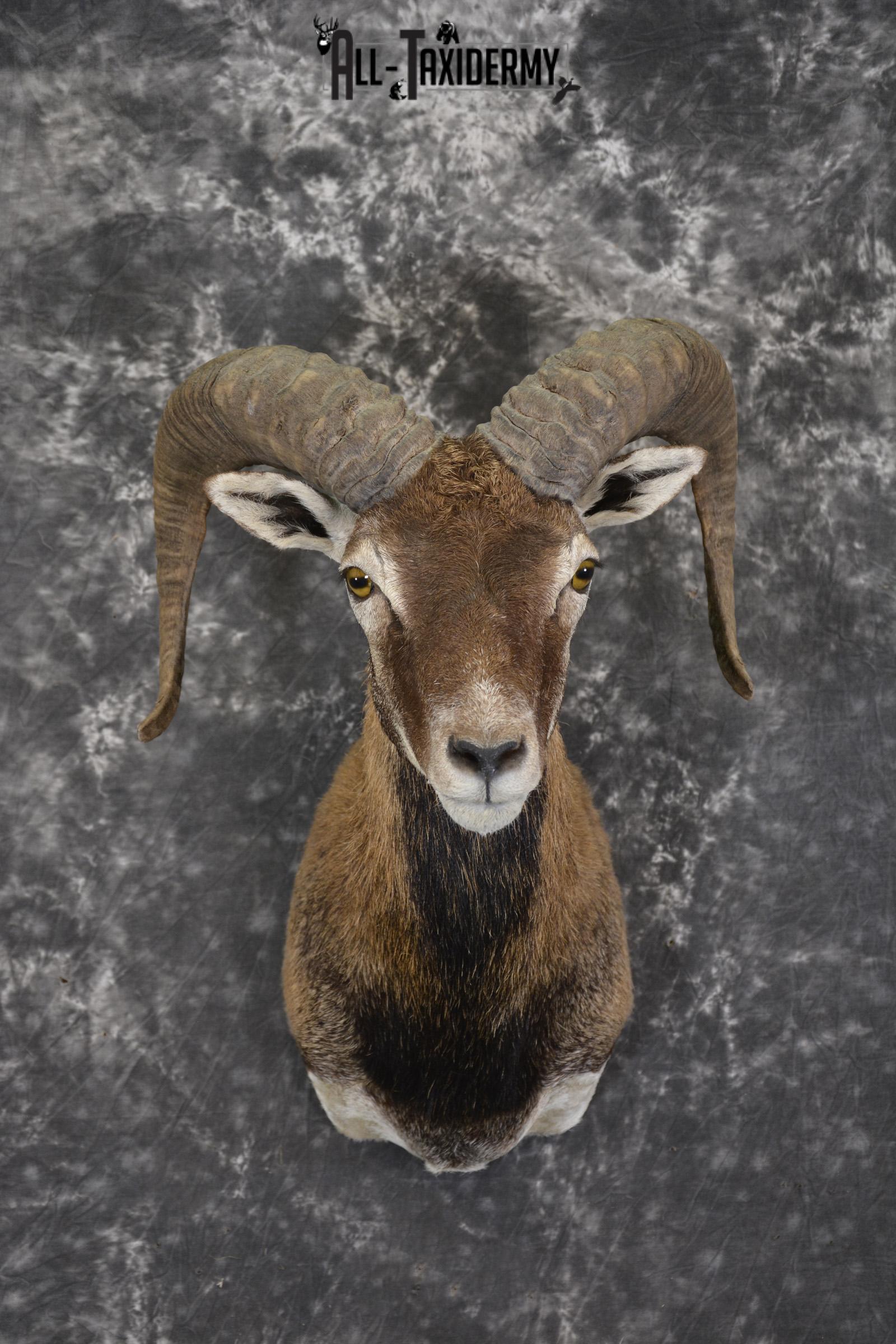 Corsican Sheep Taxidermy shoulder mount for sale SKU 1948