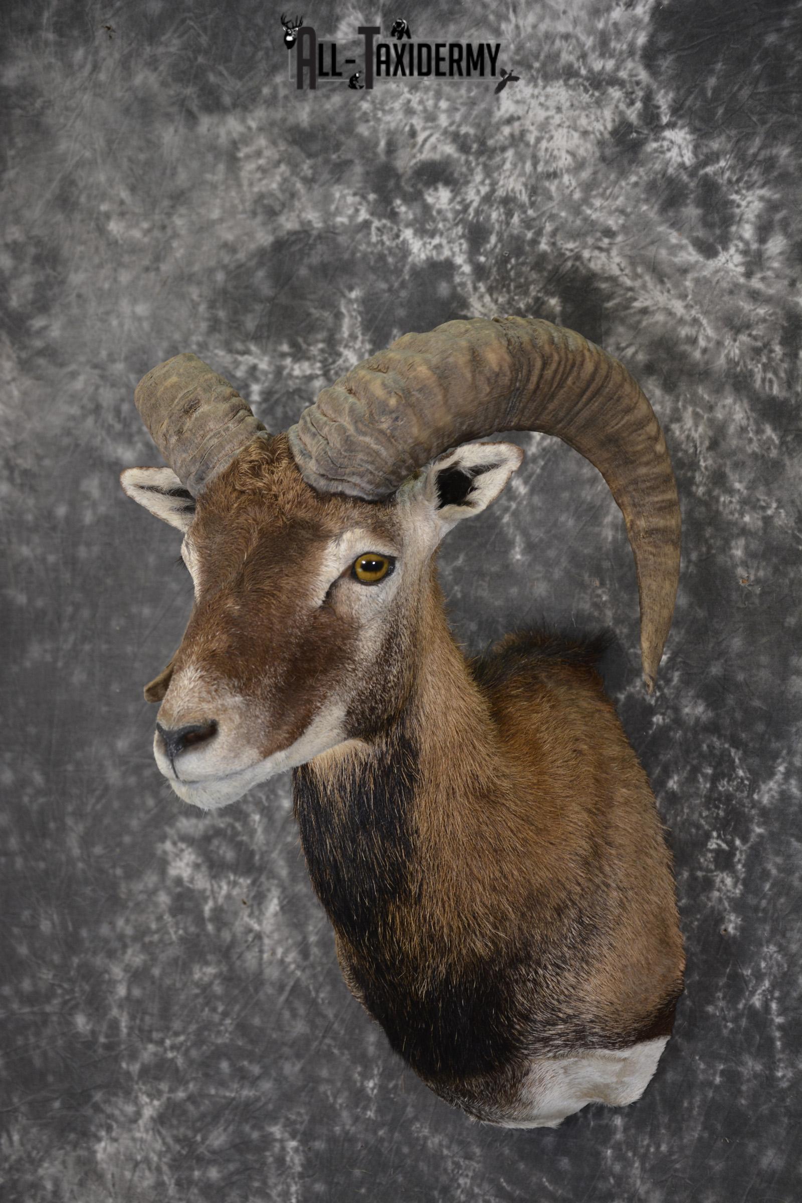 Corsican Sheep Taxidermy shoulder mount for sale SKU 1948 - Image 8
