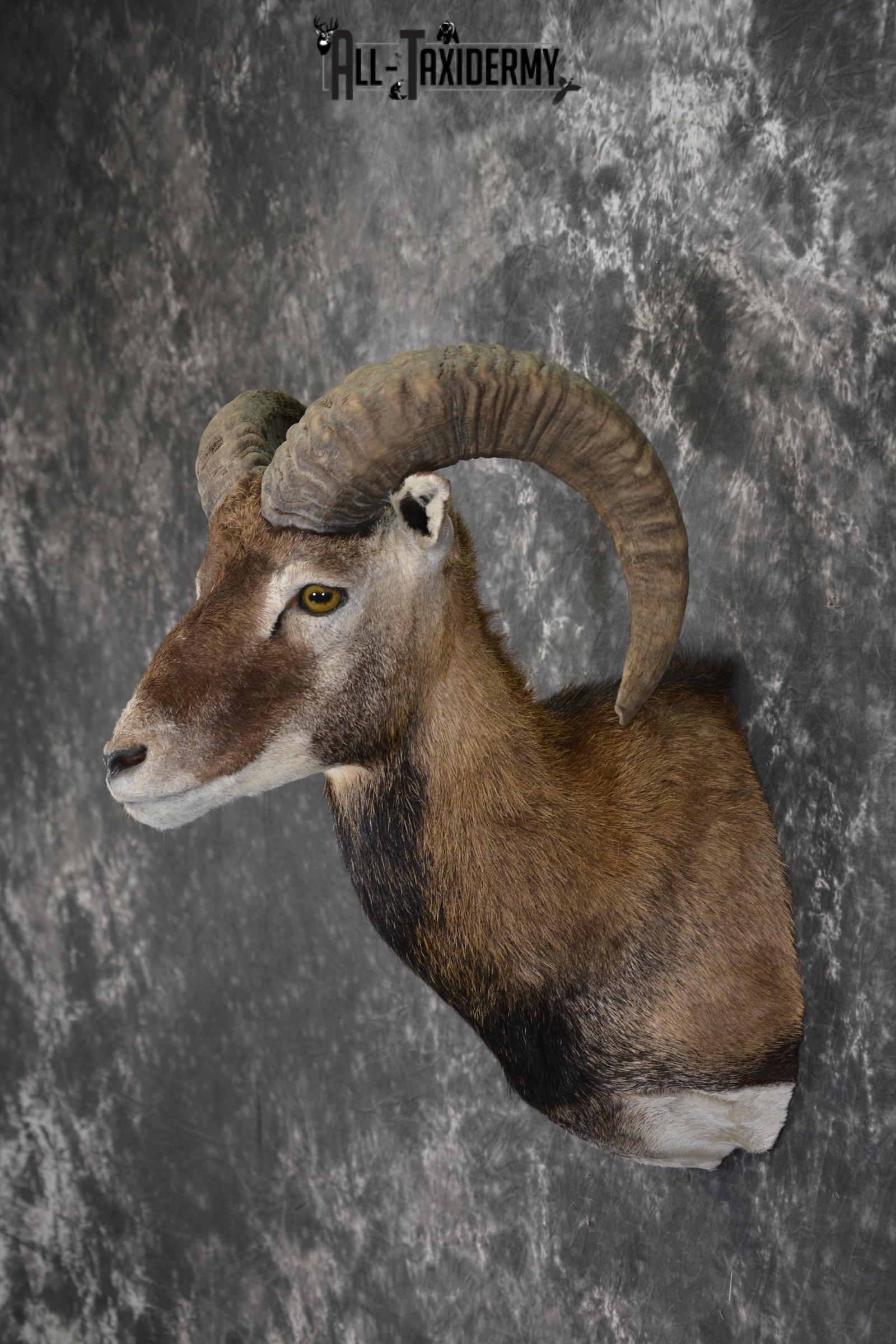 Corsican Sheep Taxidermy shoulder mount for sale SKU 1948 - Image 7