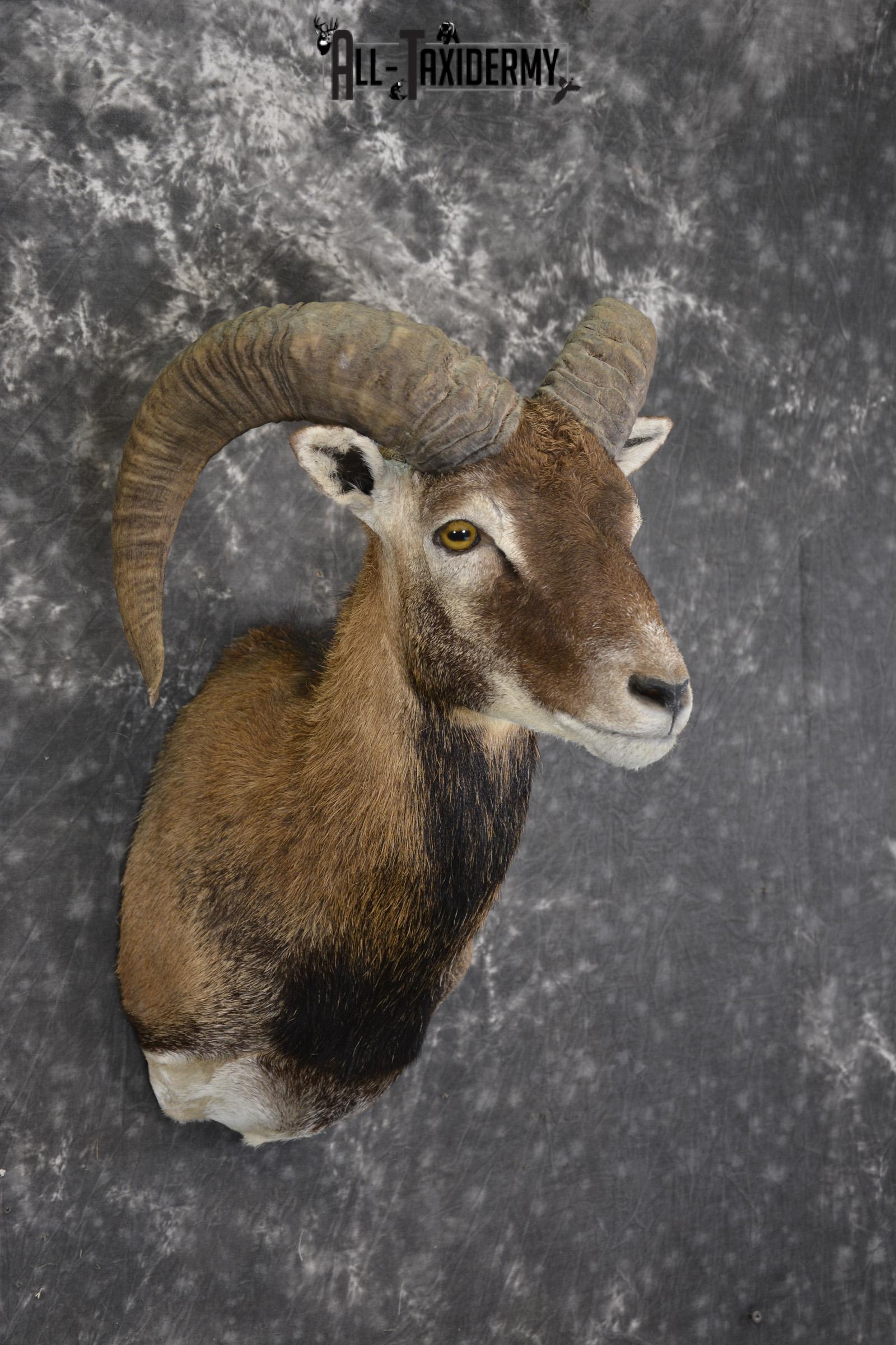 Corsican Sheep Taxidermy shoulder mount for sale SKU 1948 - Image 6