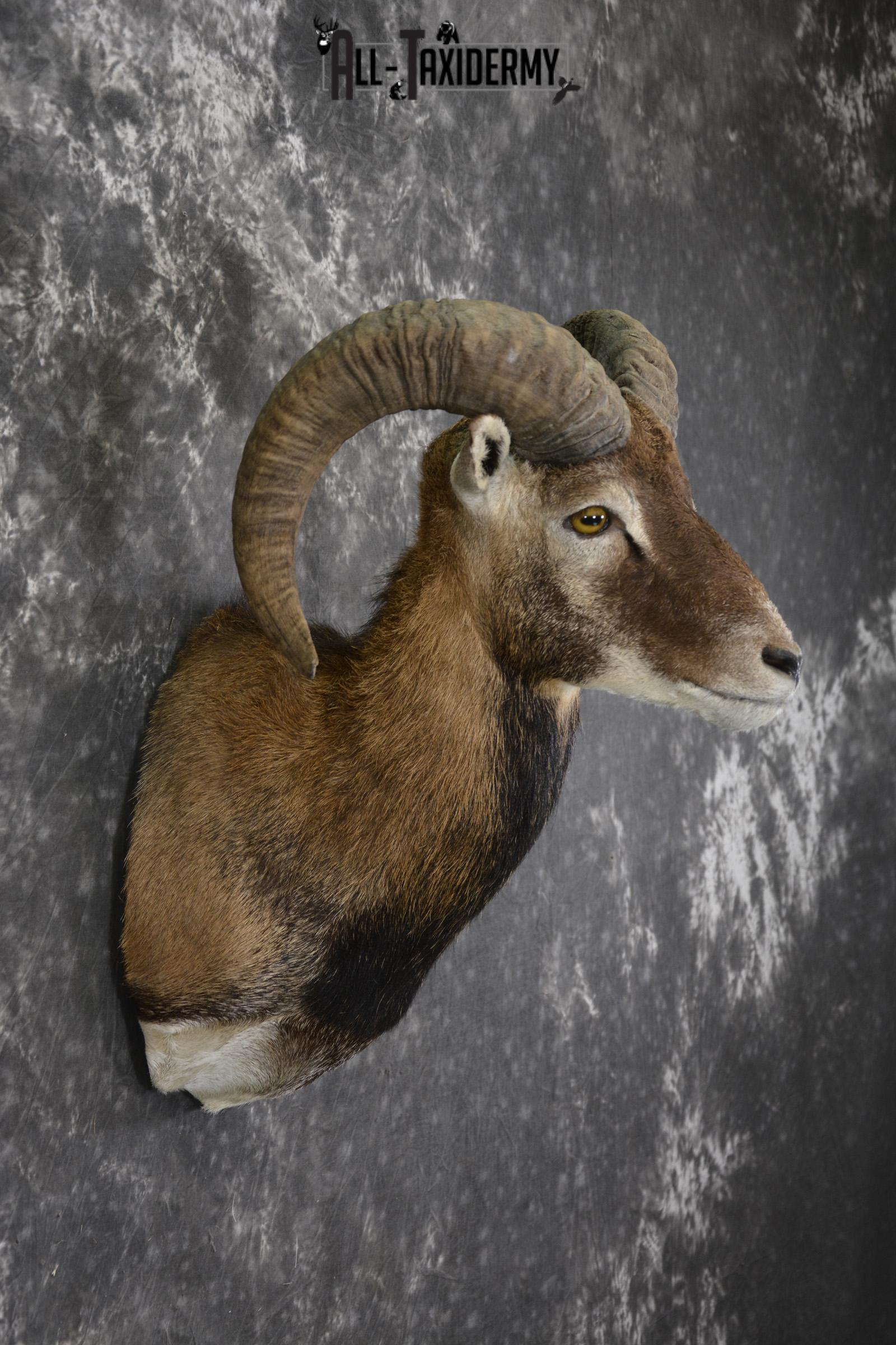 Corsican Sheep Taxidermy shoulder mount for sale SKU 1948 - Image 5