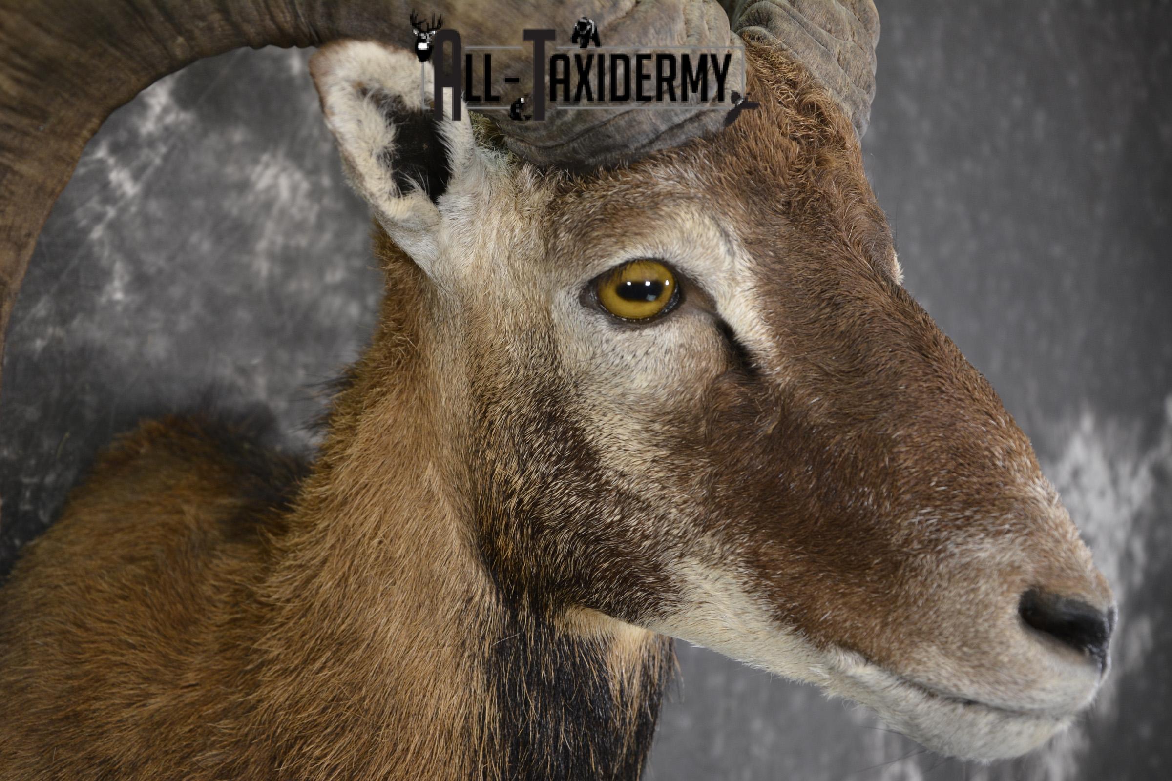 Corsican Sheep Taxidermy shoulder mount for sale SKU 1948 - Image 4