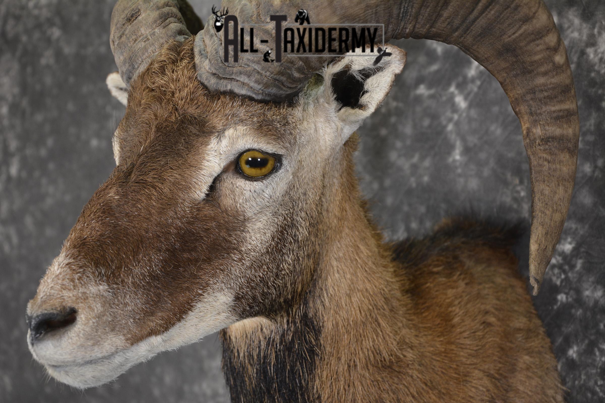 Corsican Sheep Taxidermy shoulder mount for sale SKU 1948 - Image 3