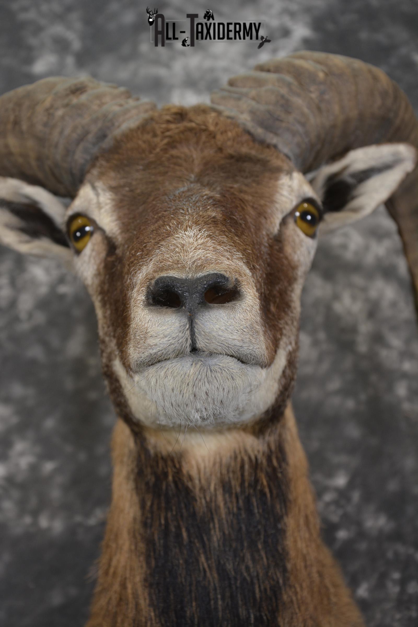 Corsican Sheep Taxidermy shoulder mount for sale SKU 1948 - Image 2