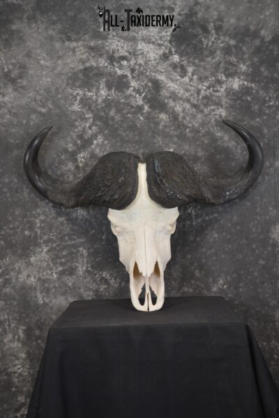 African Cape Buffalo taxidermy skull for sale SKU 1931