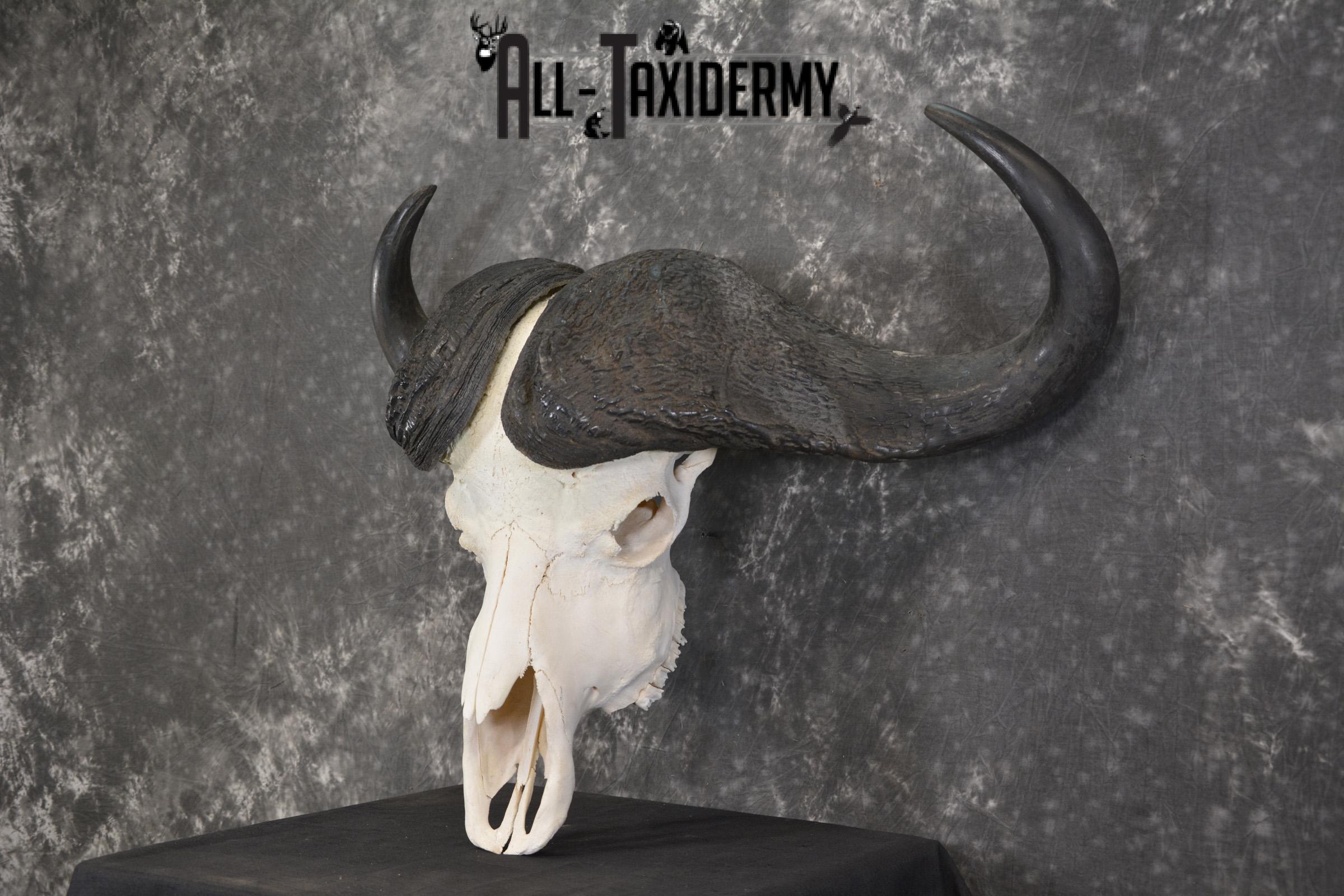 African Cape Buffalo taxidermy skull for sale SKU 1931 - Image 5