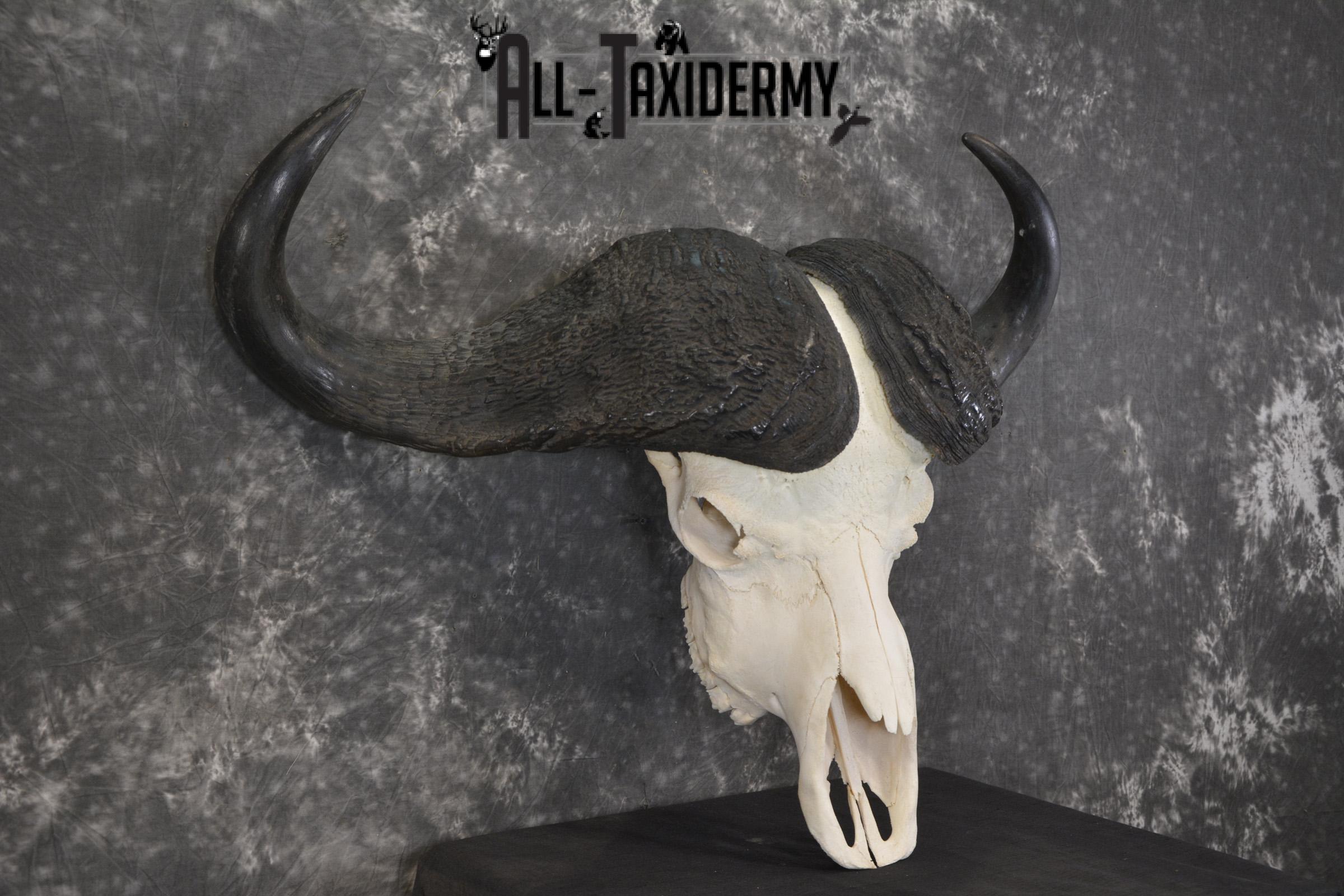 African Cape Buffalo taxidermy skull for sale SKU 1931 - Image 3