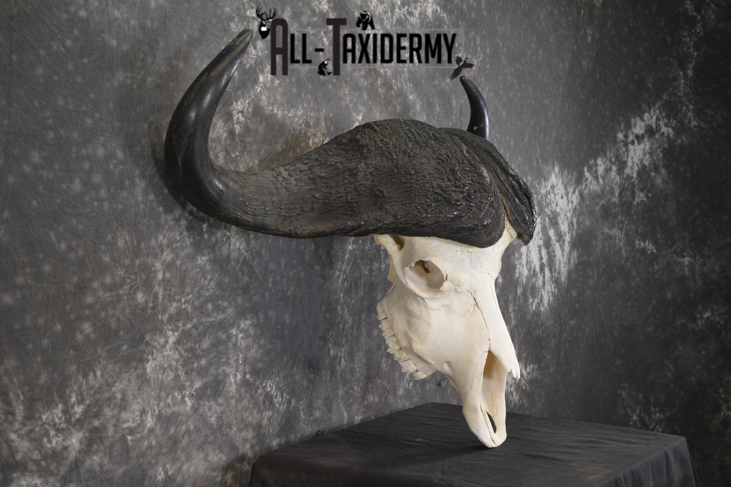 African Cape Buffalo taxidermy skull for sale SKU 1931 - Image 2