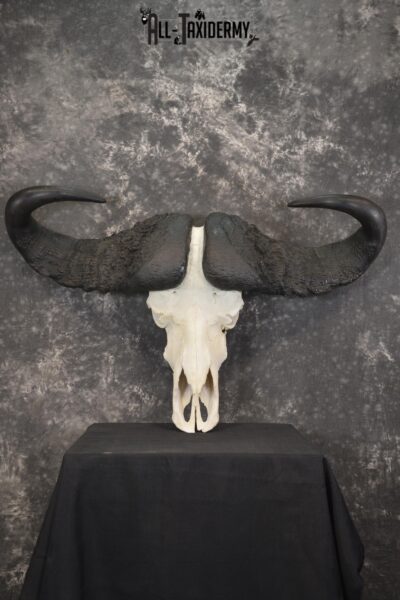 African Cape Buffalo taxidermy skull for sale SKU 1932