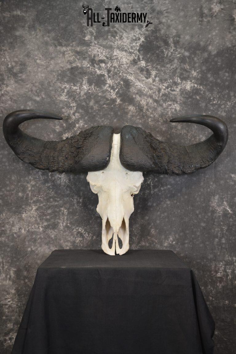 African Cape Buffalo taxidermy skull for sale SKU 1932 - All Taxidermy