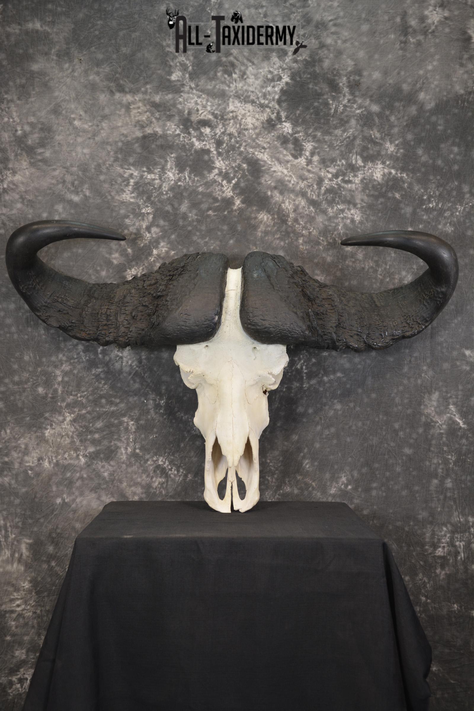 African Cape Buffalo taxidermy skull for sale SKU 1932