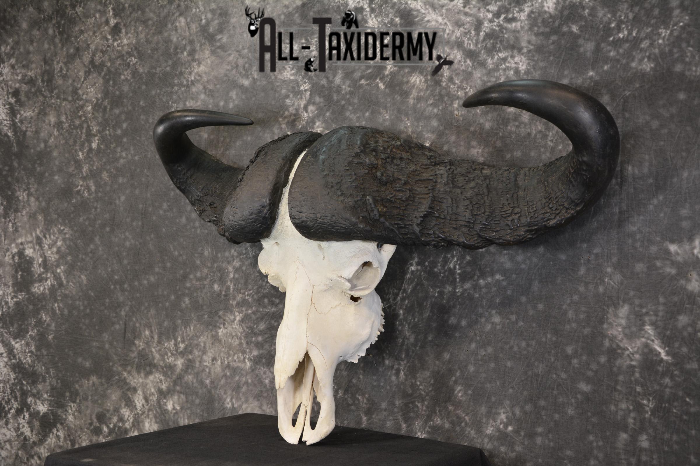 African Cape Buffalo taxidermy skull for sale SKU 1932 - Image 5