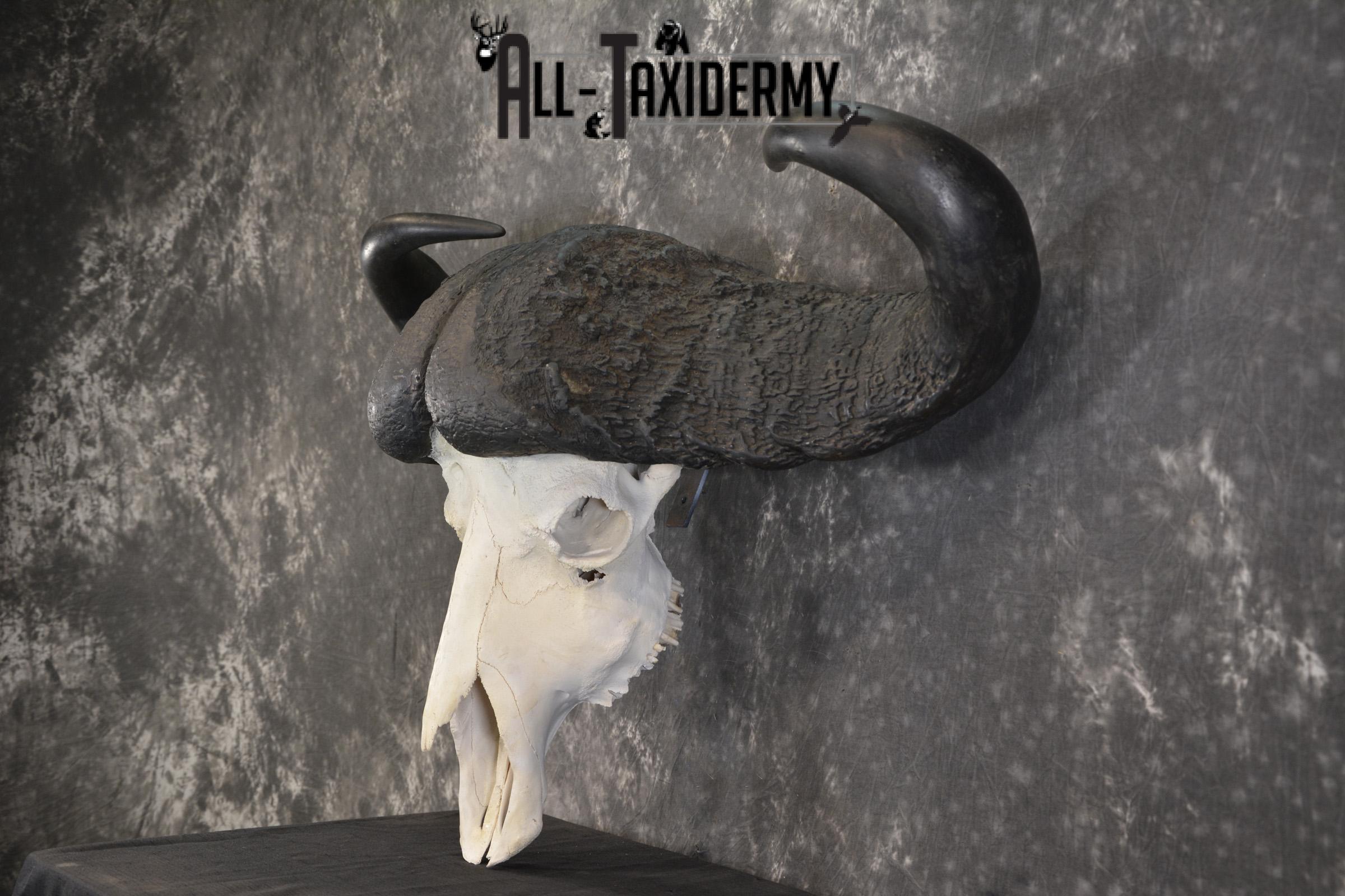 African Cape Buffalo taxidermy skull for sale SKU 1932 - Image 4