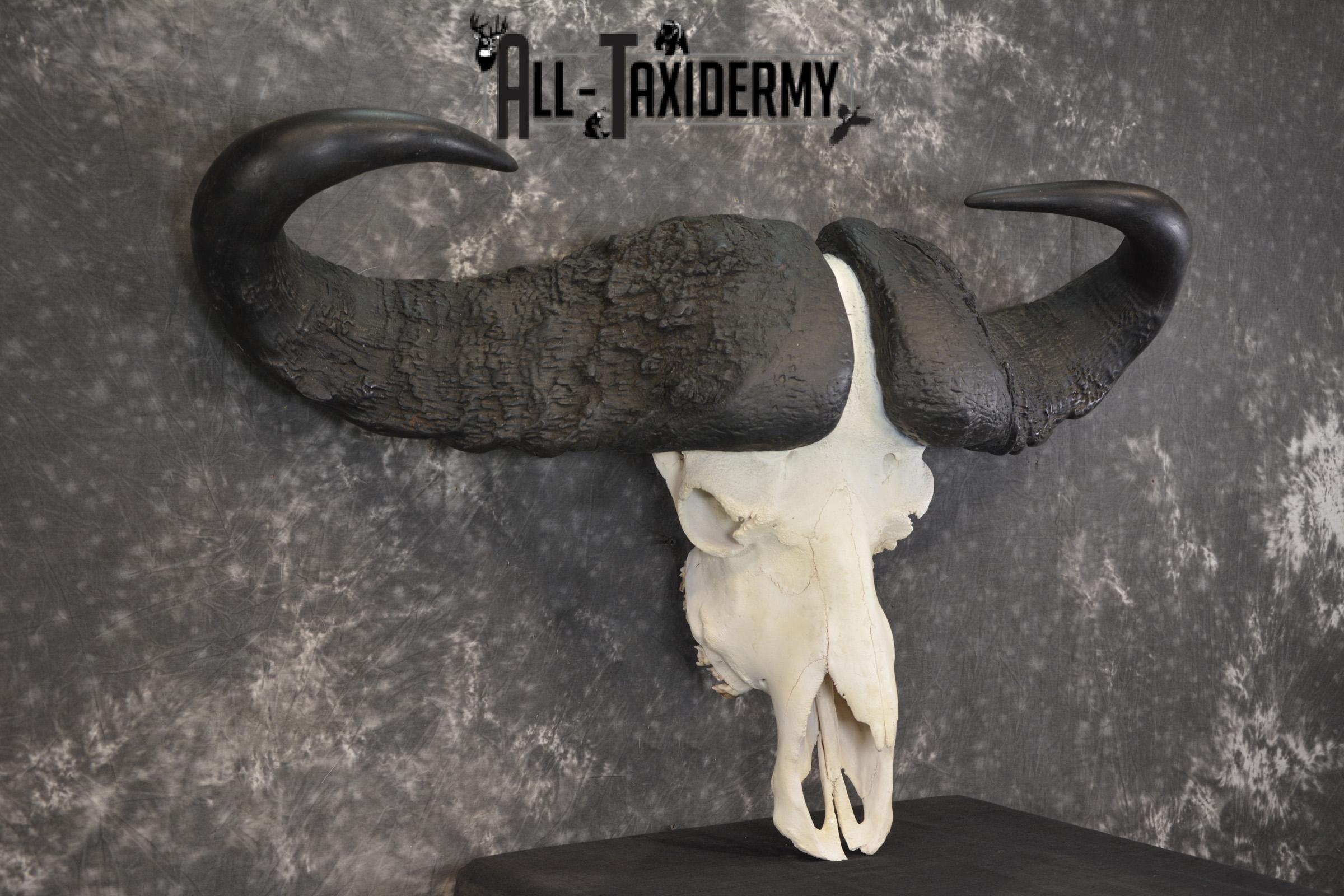 African Cape Buffalo taxidermy skull for sale SKU 1932 - Image 3