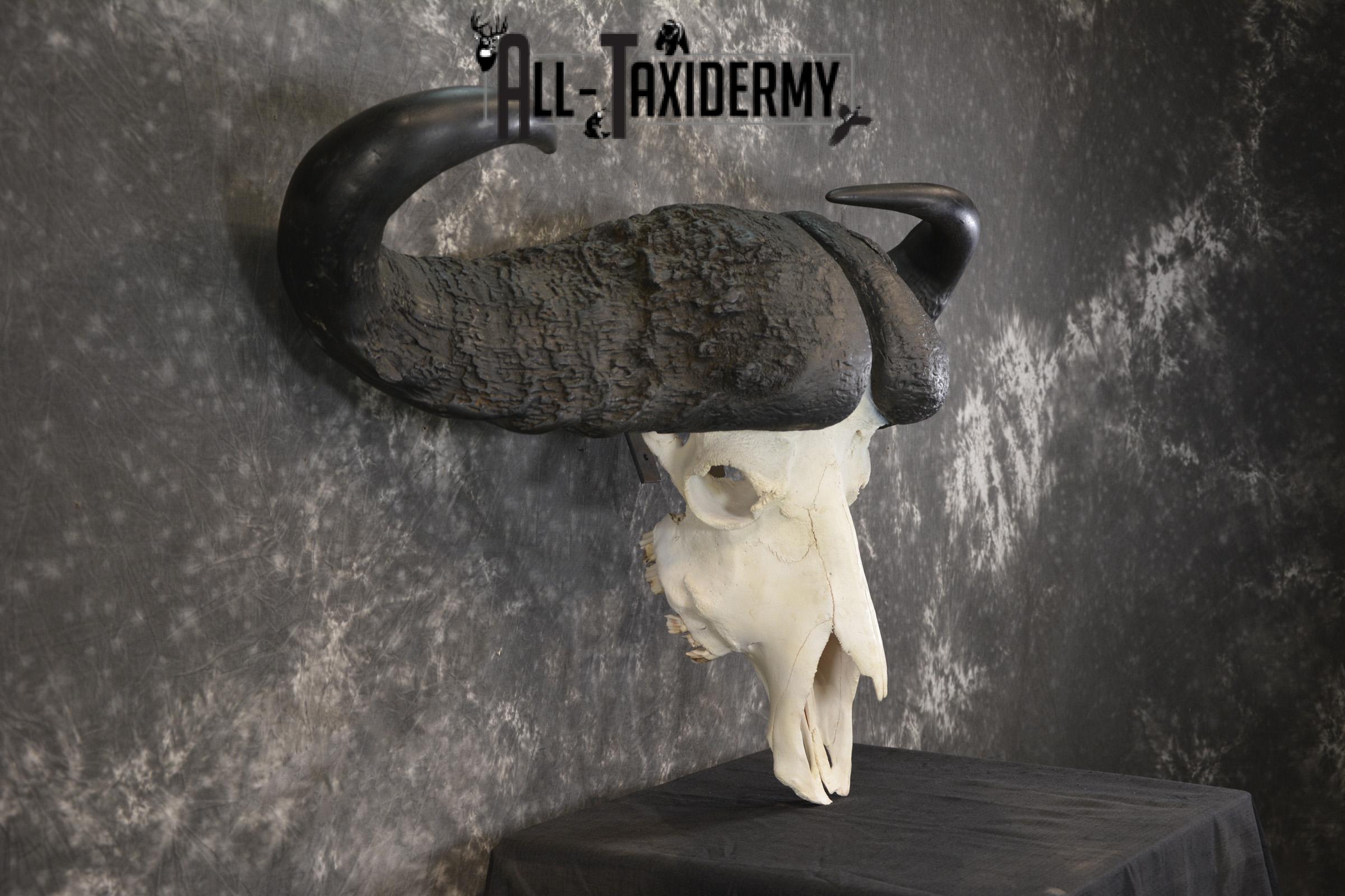 African Cape Buffalo taxidermy skull for sale SKU 1932 - Image 2