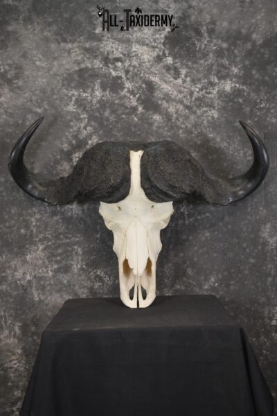 African Cape Buffalo taxidermy skull for sale SKU 1934