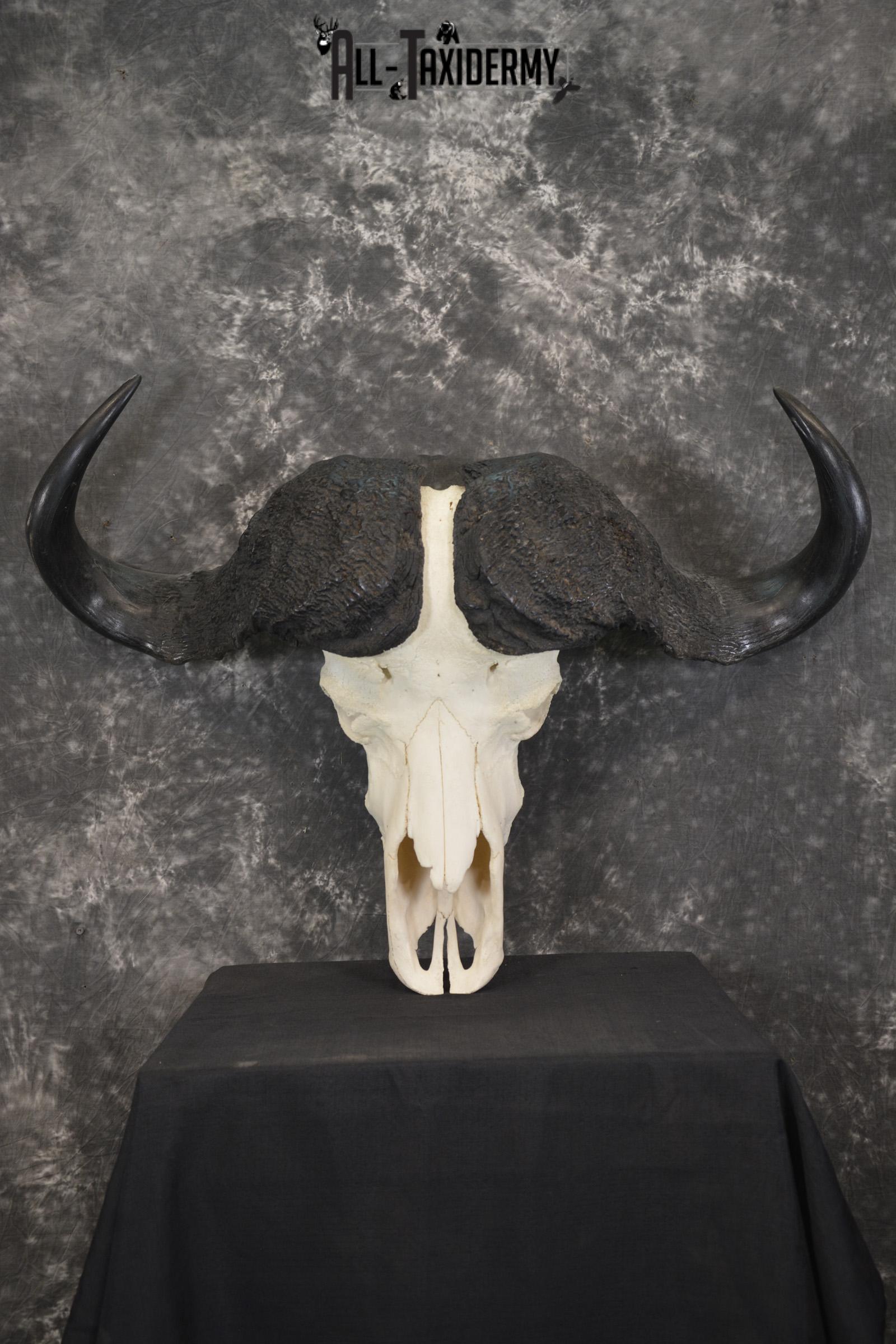 African Cape Buffalo taxidermy skull for sale SKU 1934