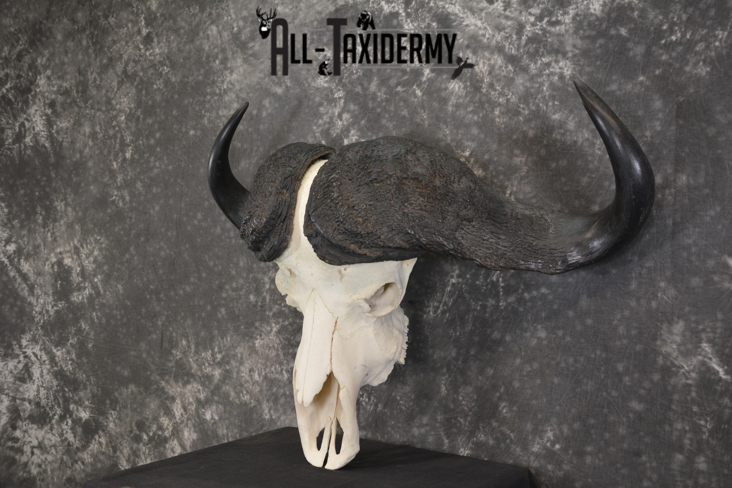 African Cape Buffalo taxidermy skull for sale SKU 1934 - Image 5