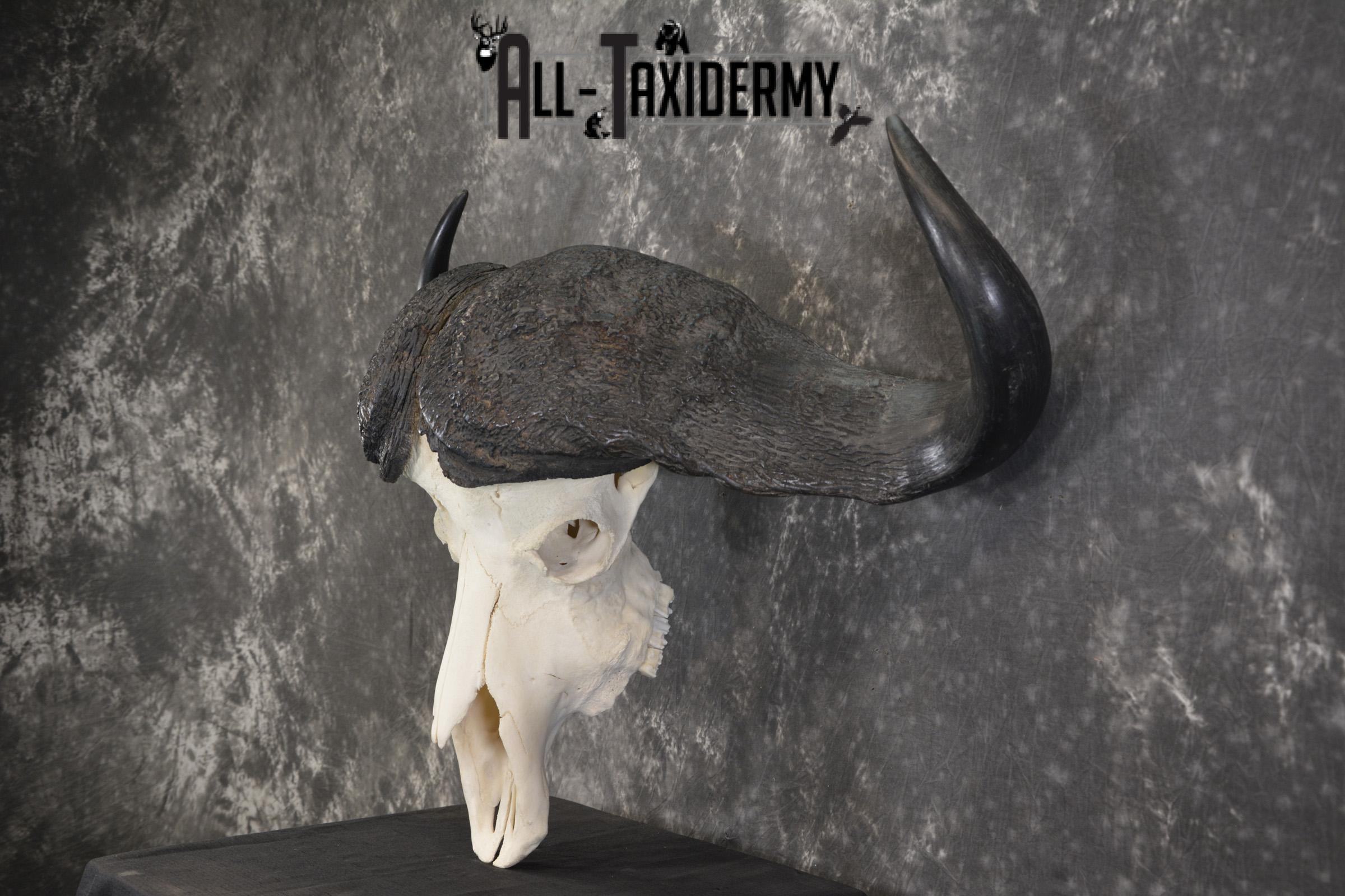 African Cape Buffalo taxidermy skull for sale SKU 1934 - Image 4