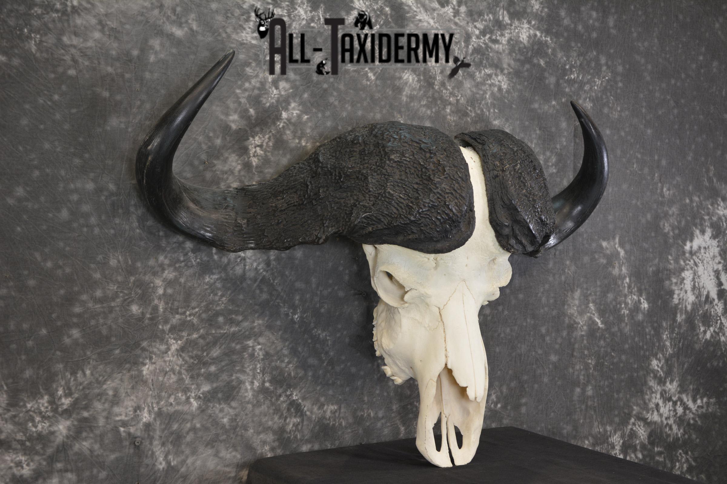 African Cape Buffalo taxidermy skull for sale SKU 1934 - Image 3