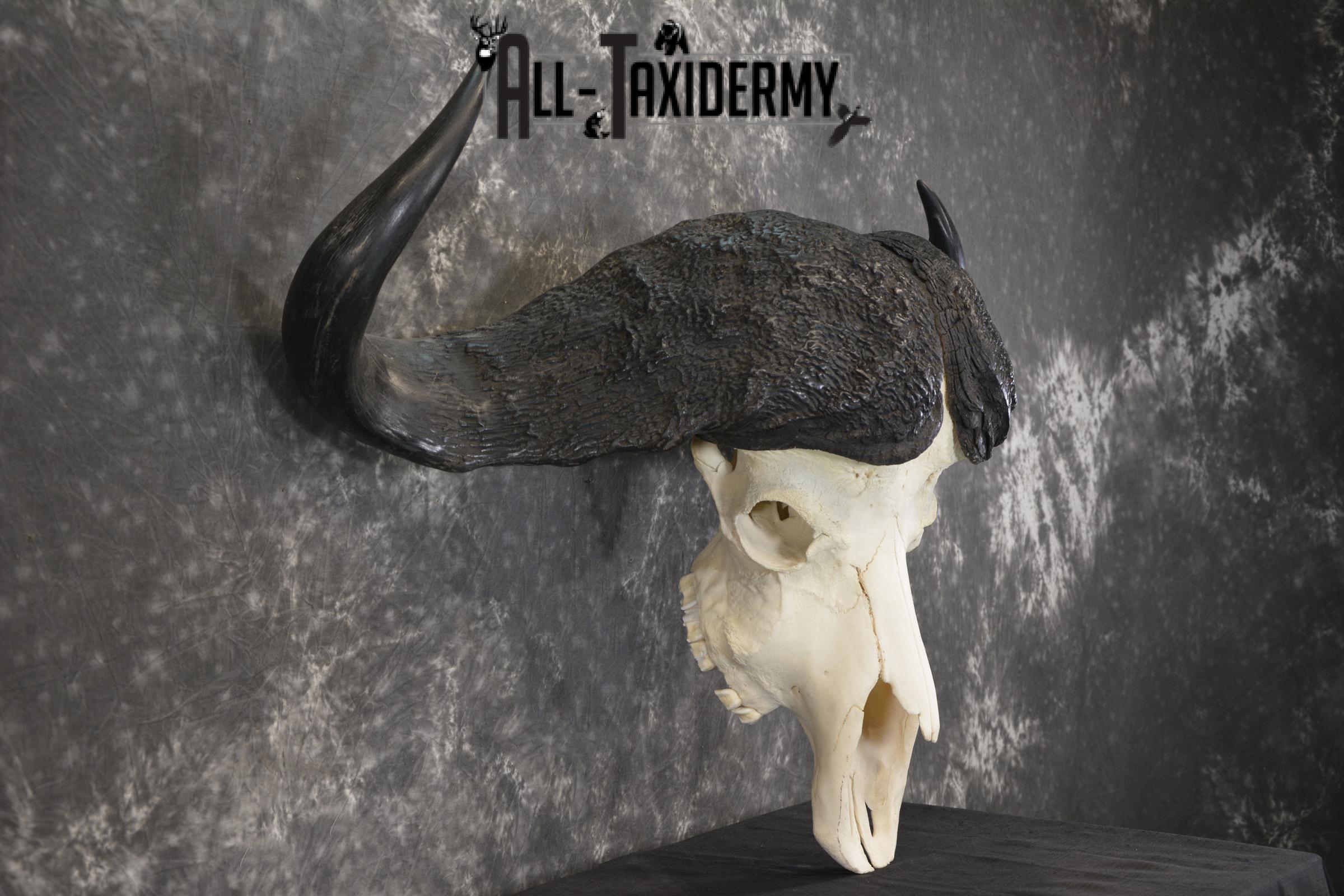 African Cape Buffalo taxidermy skull for sale SKU 1934 - Image 2