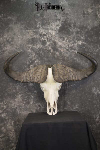 African Cape Buffalo taxidermy skull for sale SKU 1930