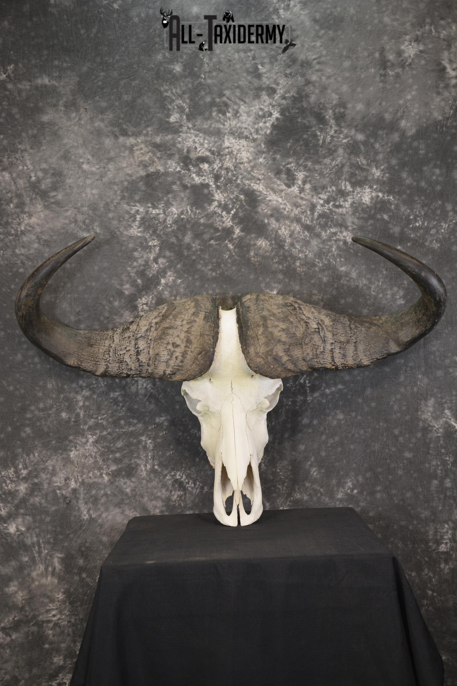 African Cape Buffalo taxidermy skull for sale SKU 1930
