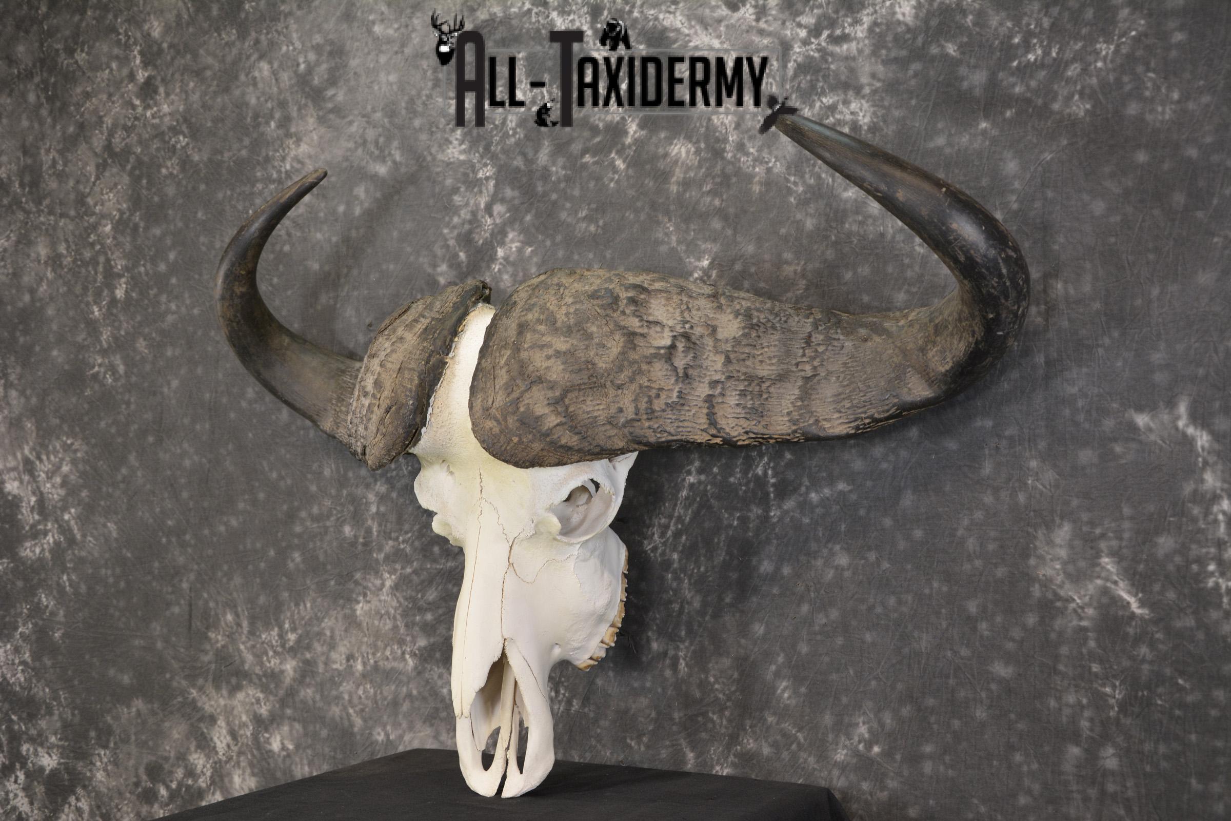 African Cape Buffalo taxidermy skull for sale SKU 1930 - Image 5