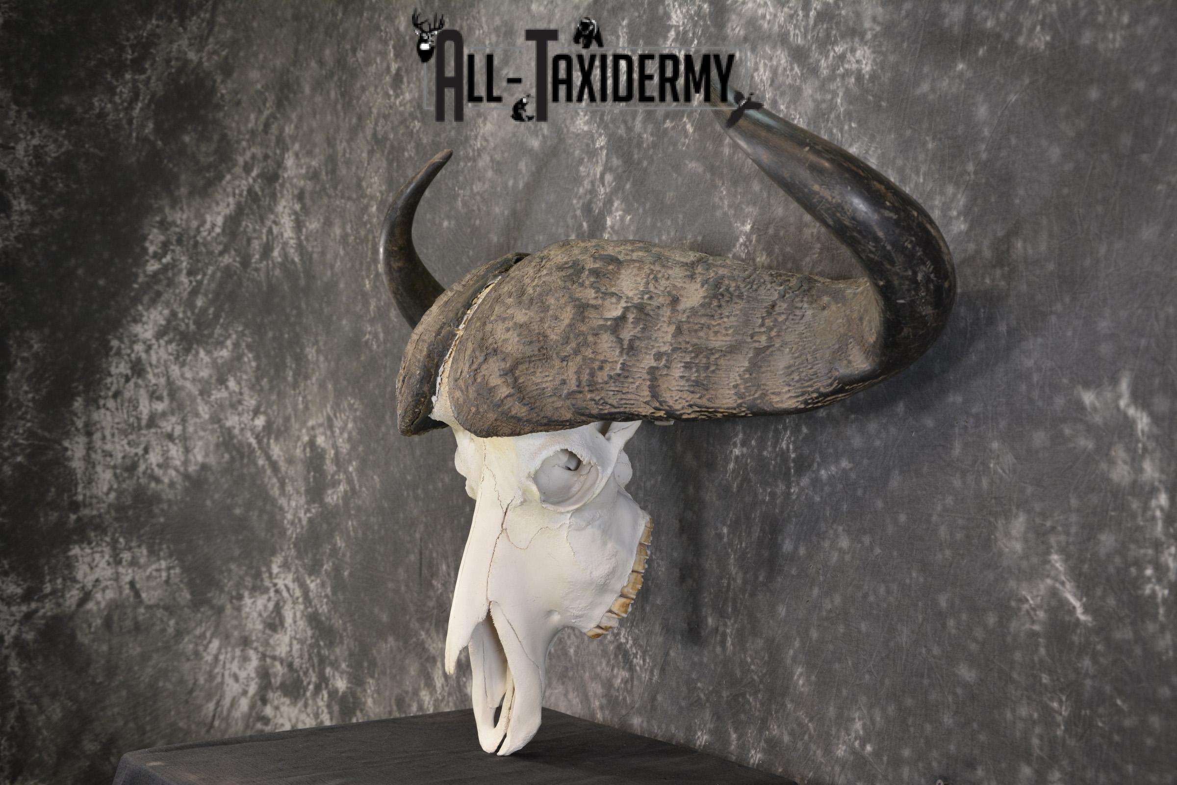 African Cape Buffalo taxidermy skull for sale SKU 1930 - Image 4
