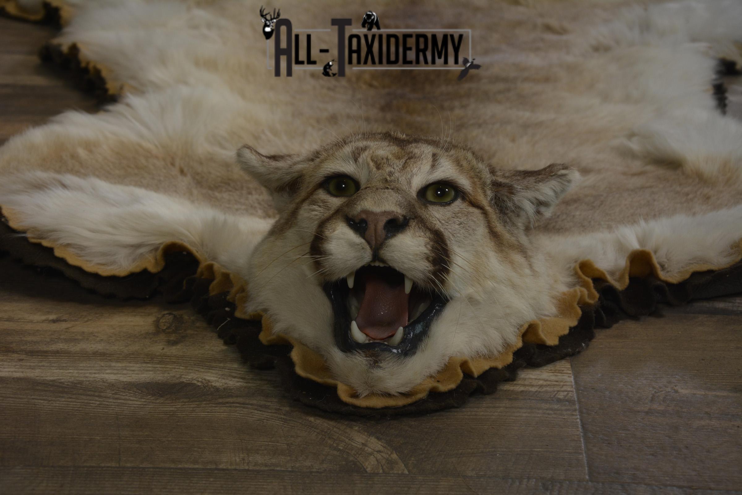 Couger Rug taxidermy mount for sale SKU 1952 - Image 5