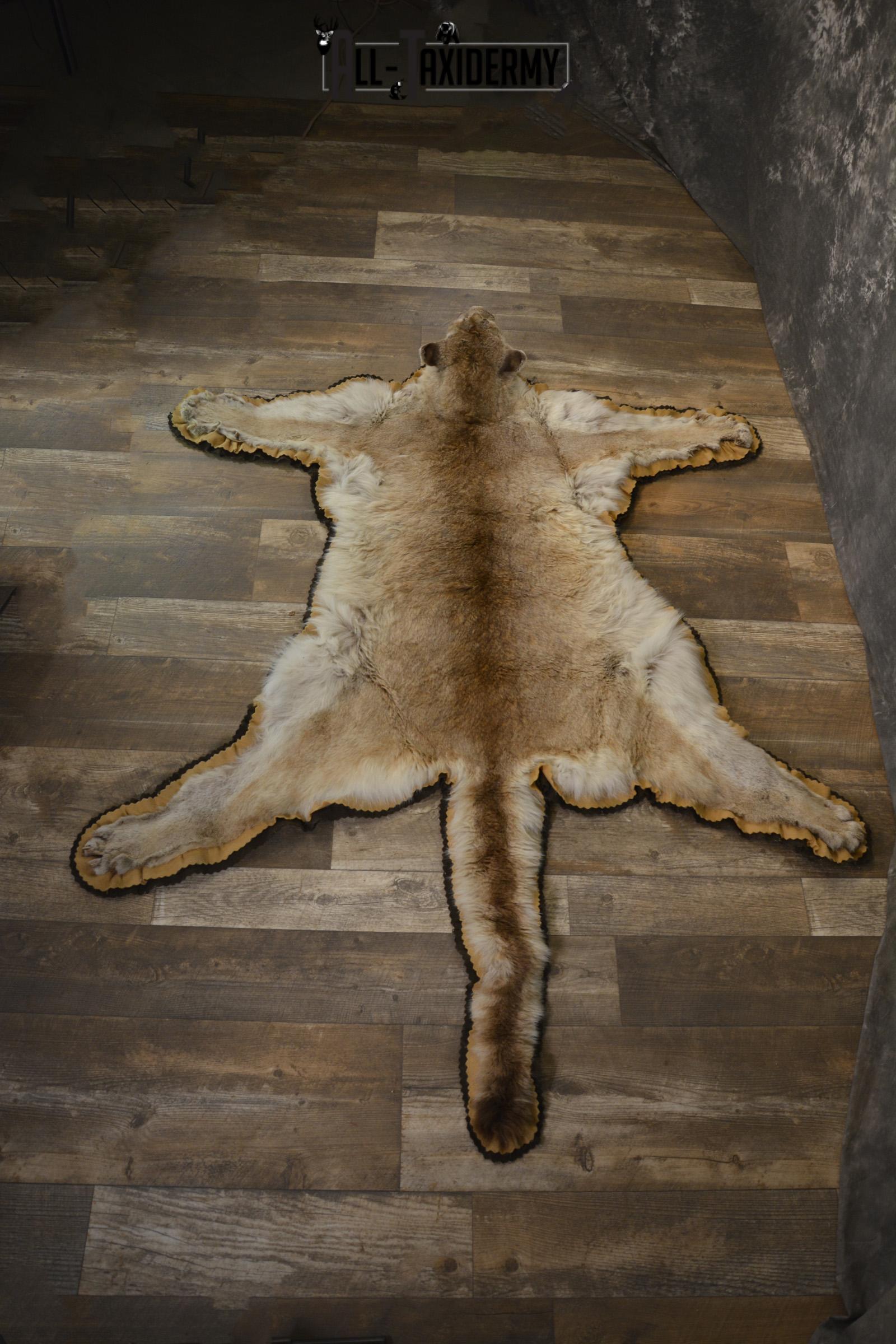 Couger Rug taxidermy mount for sale SKU 1952 - Image 3