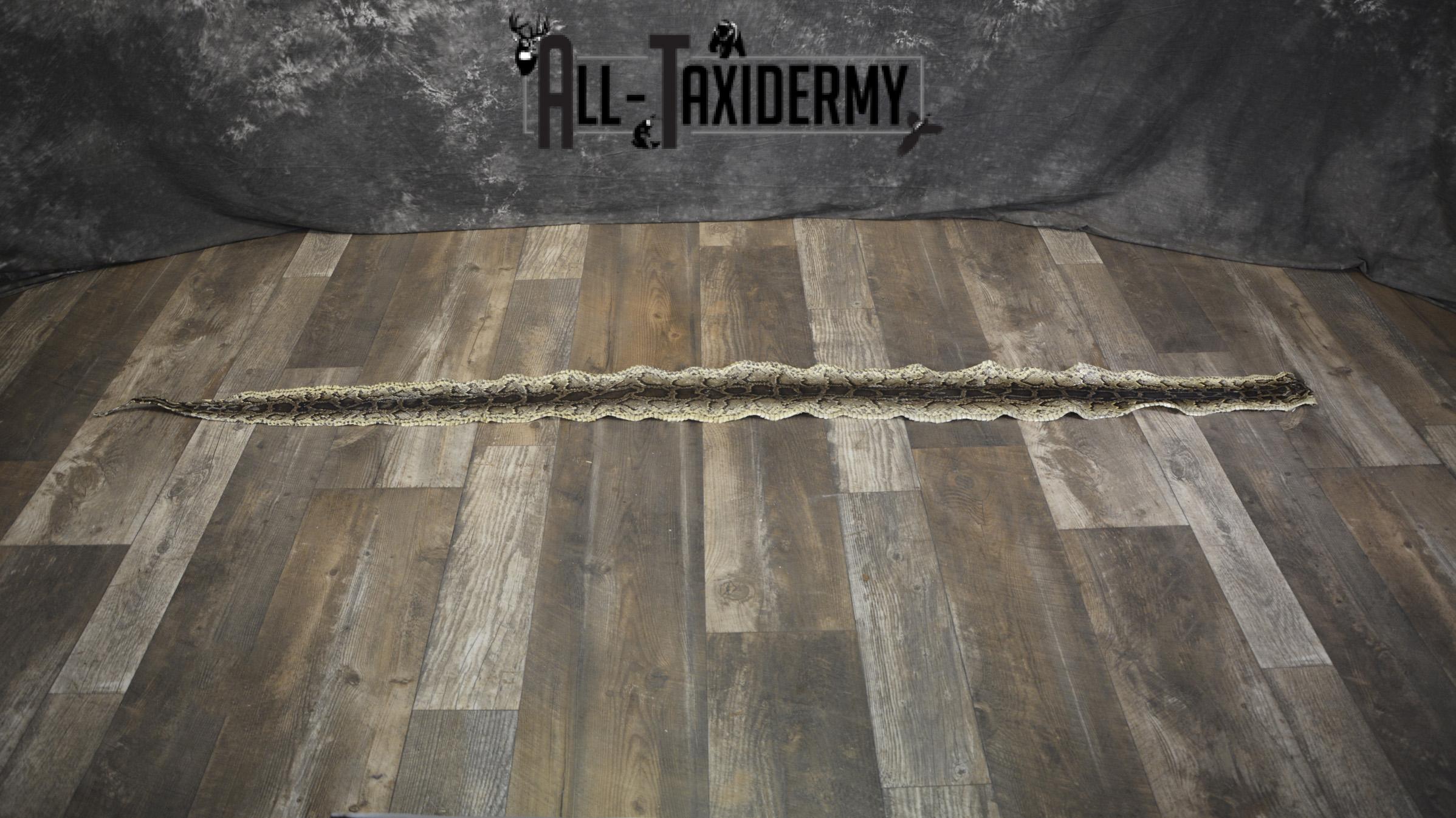 Python Snake Skin taxidermy for sale SKU 1956 - Image 2