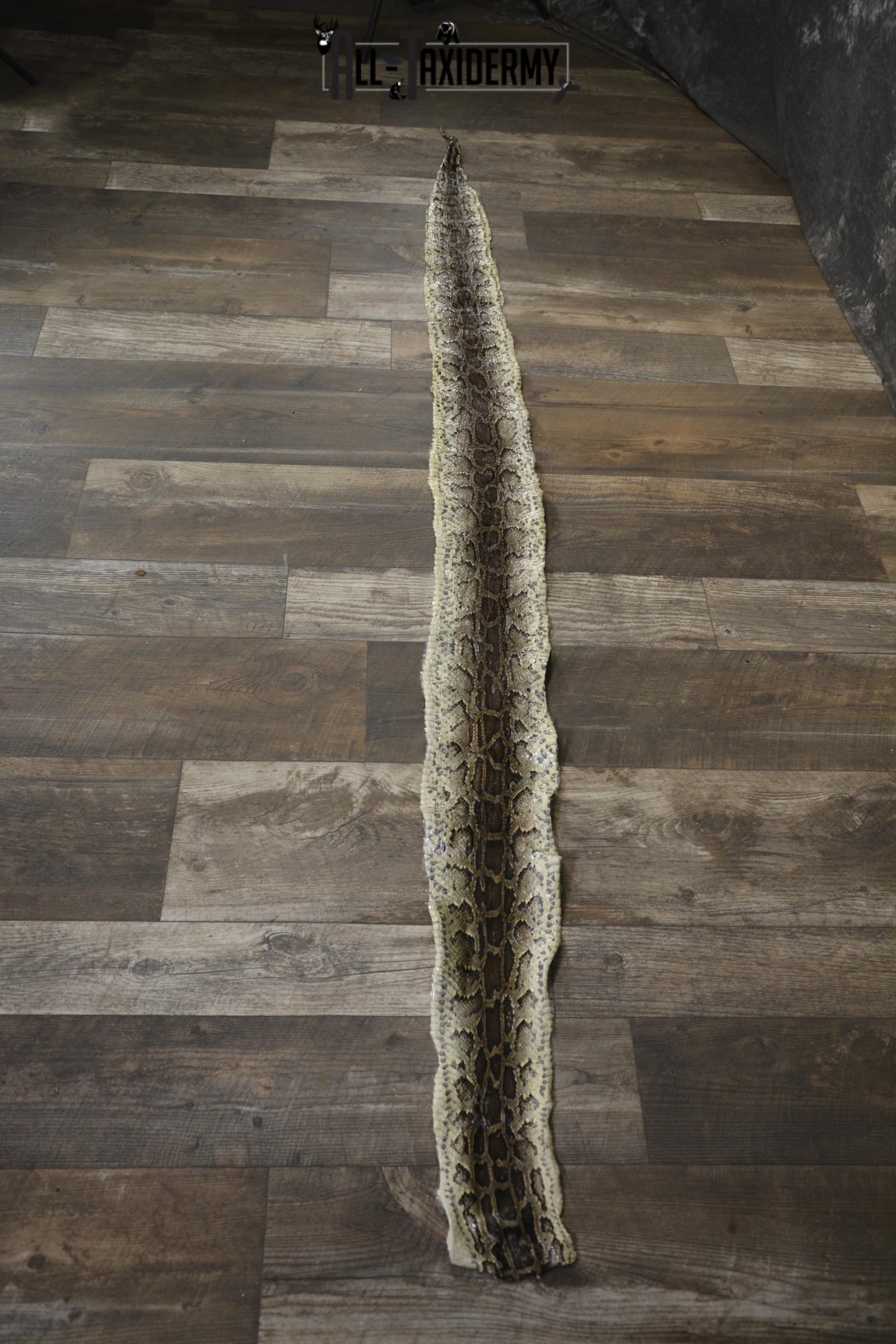 Python Snake Skin taxidermy for sale SKU 1956 - Image 6