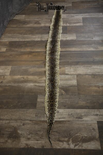 Python Snake Skin taxidermy for sale SKU 1956