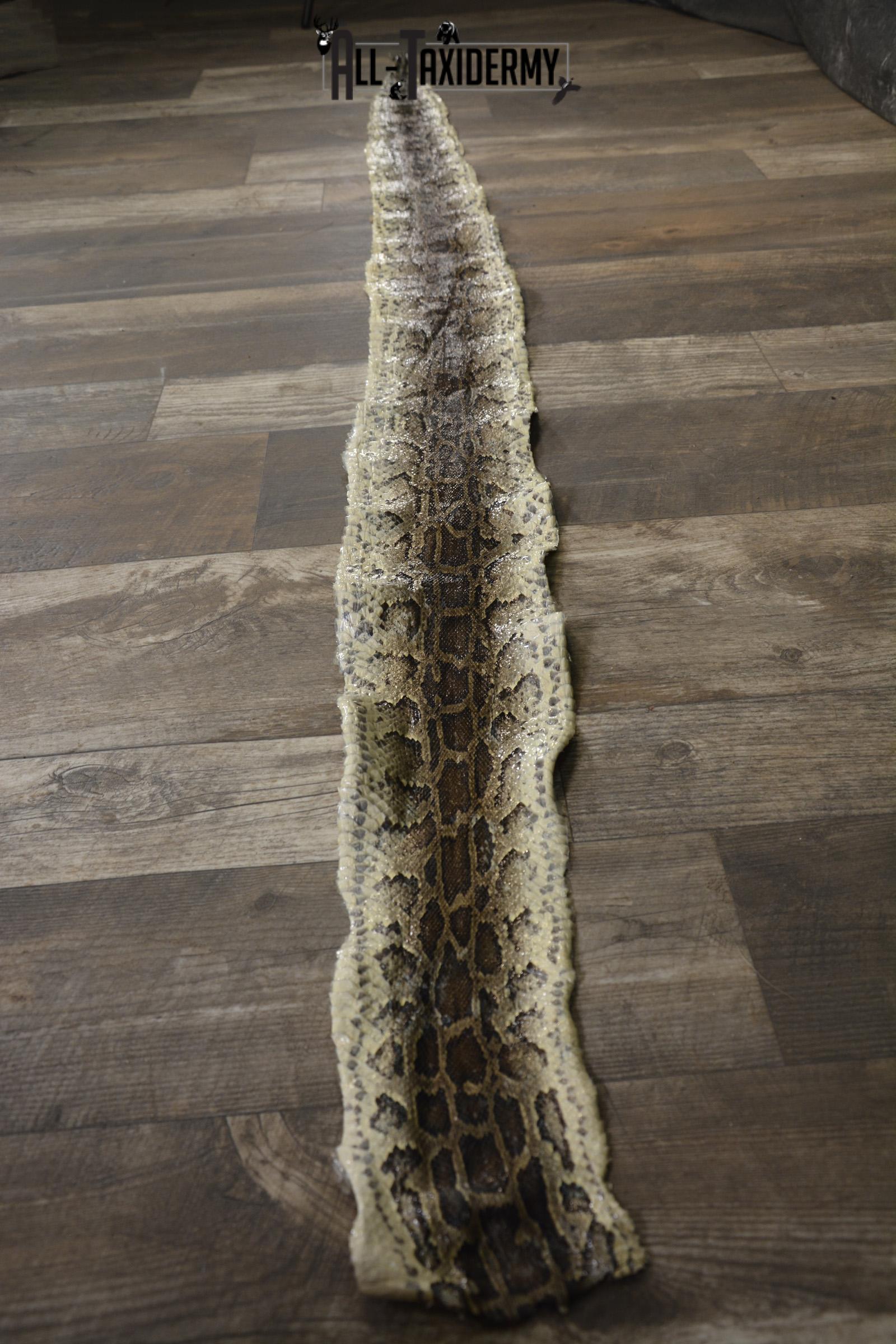 Python Snake Skin taxidermy for sale SKU 1956 - Image 4