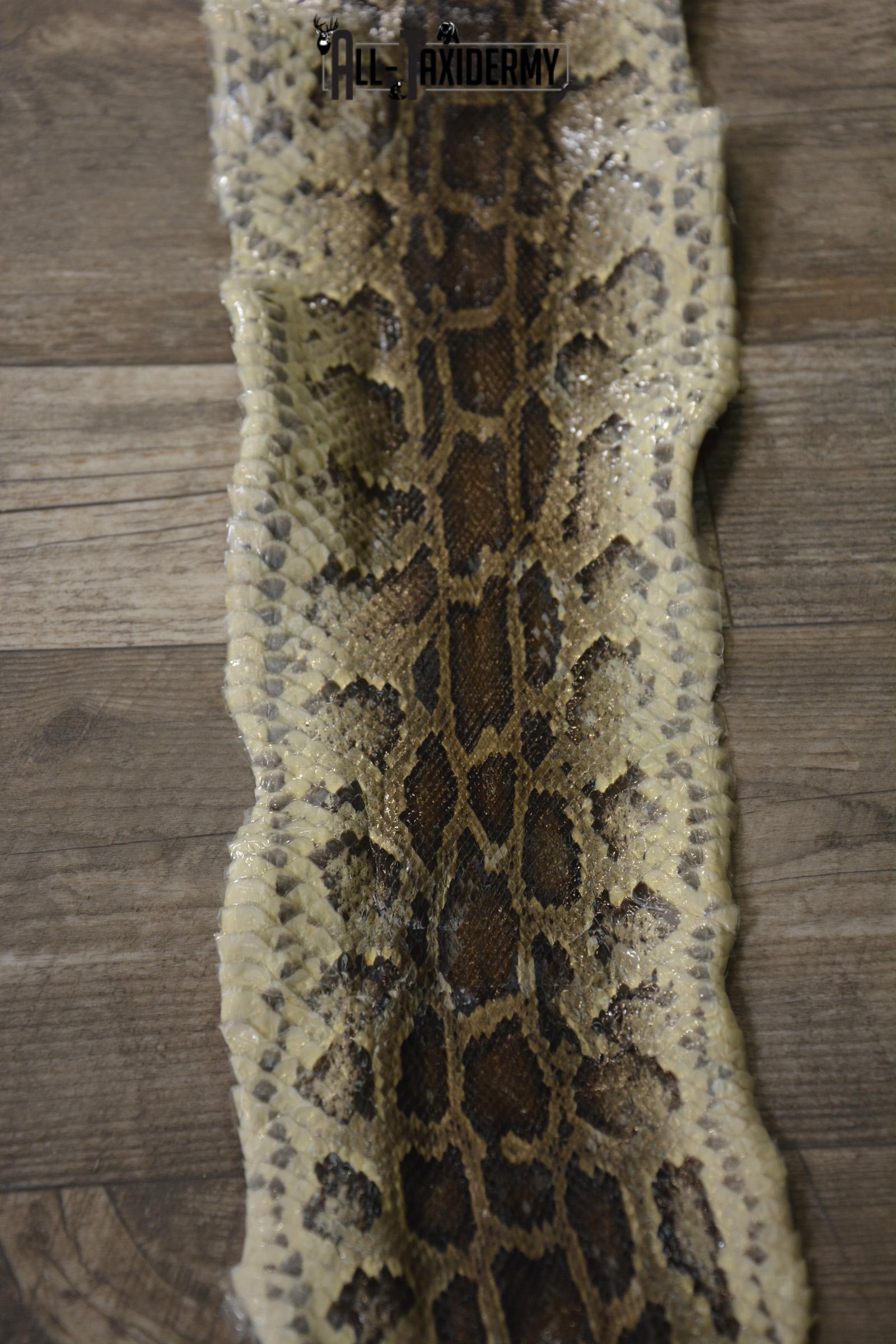 Python Snake Skin taxidermy for sale SKU 1956 - Image 3