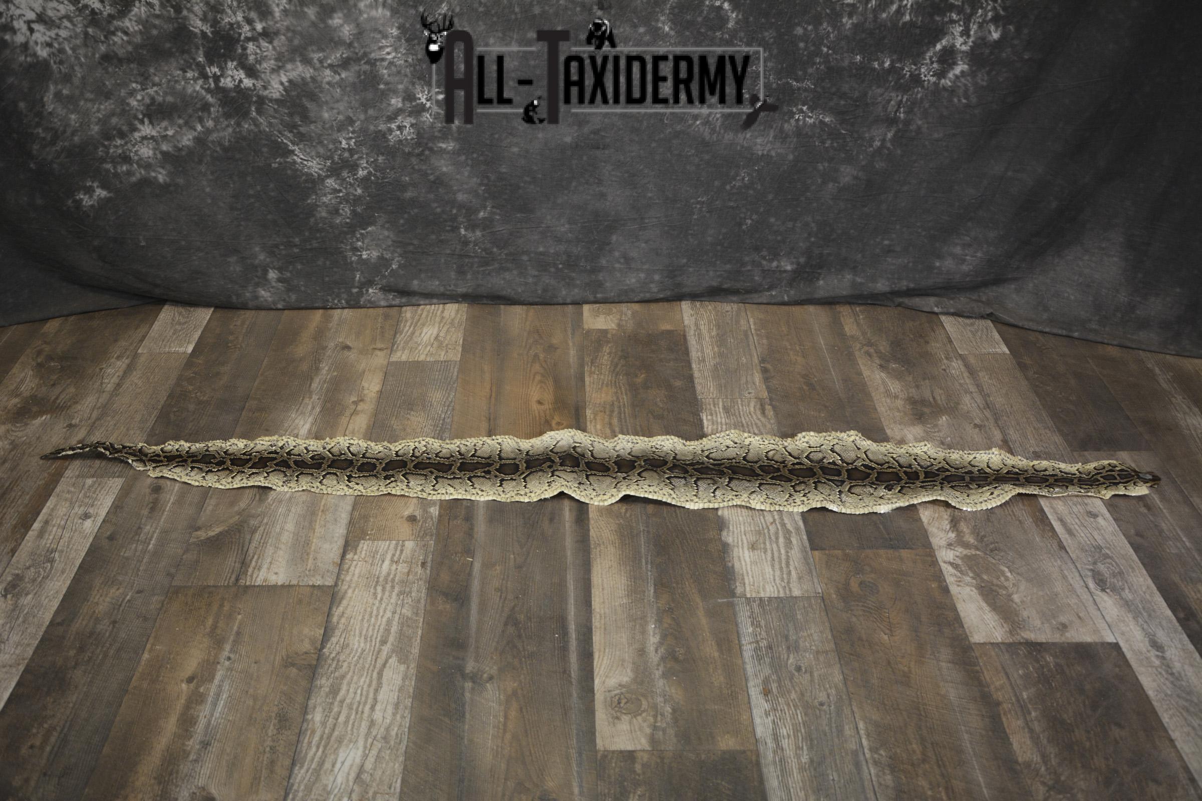 Python Snake skin taxidermy for sale SKU 1955 - Image 4