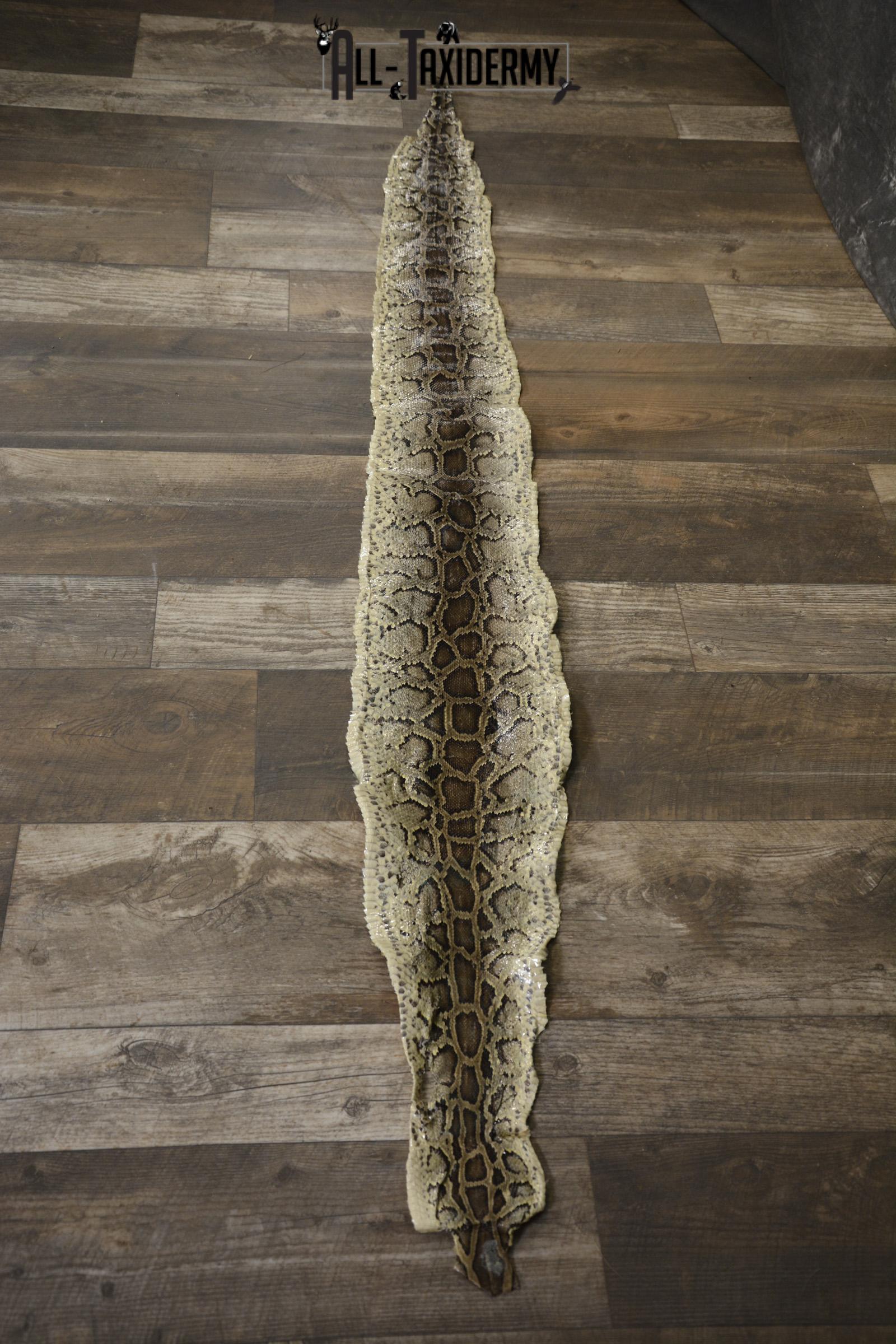 Python Snake skin taxidermy for sale SKU 1955 - Image 3