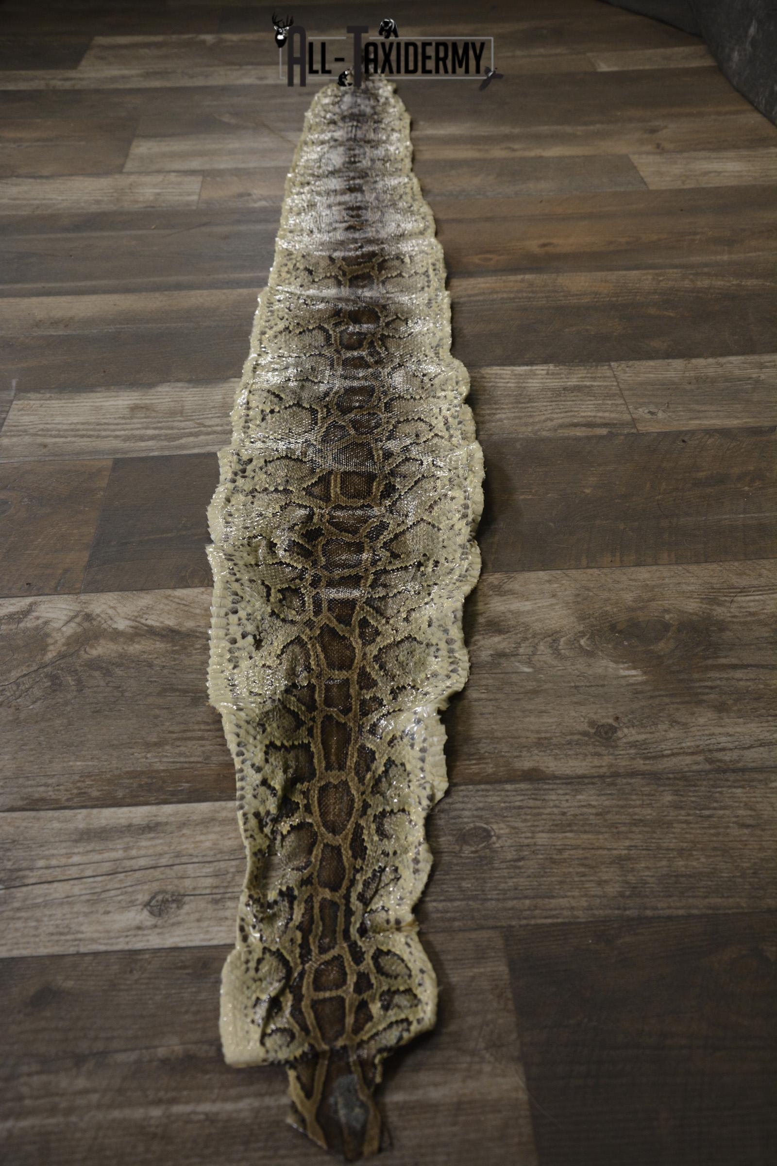 Python Snake skin taxidermy for sale SKU 1955 - Image 2