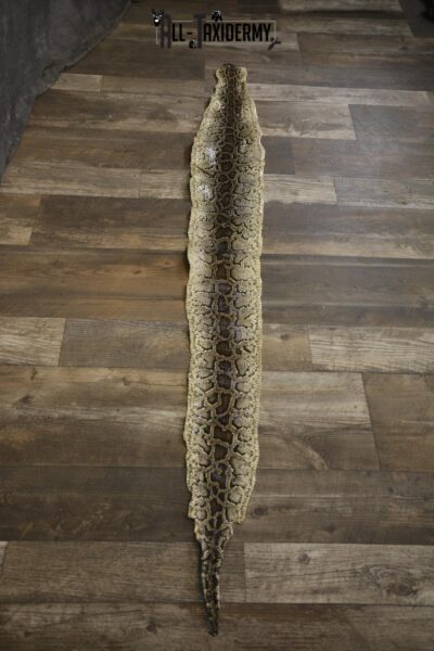 Python Snake skin taxidermy for sale SKU 1955