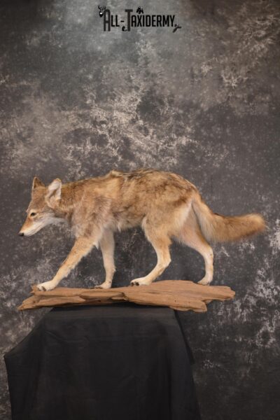 Full Body Coyote taxidermy mount for sale SKU 1968