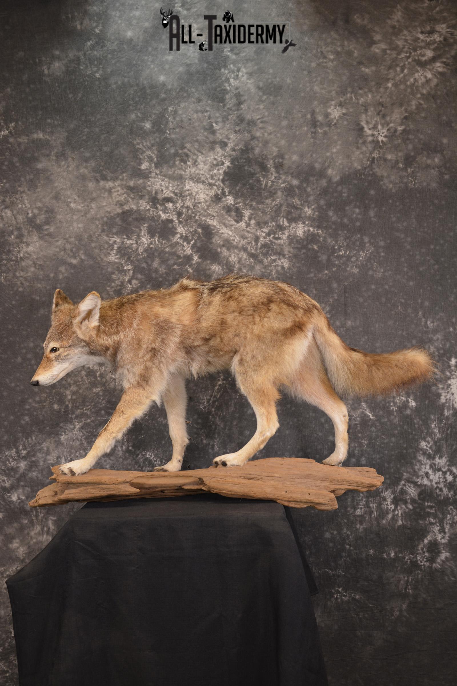 Full Body Coyote taxidermy mount for sale SKU 1968