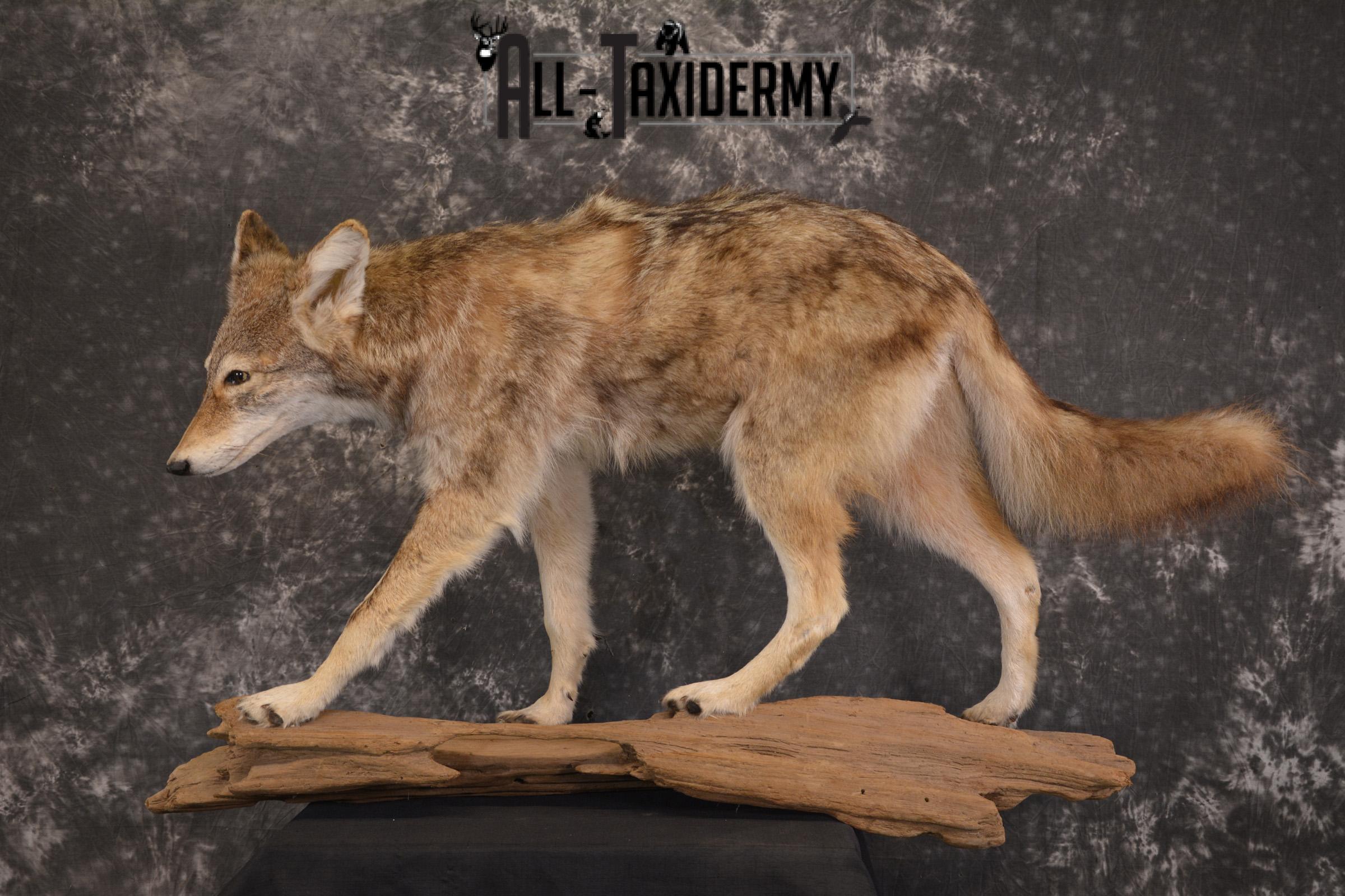 Full Body Coyote taxidermy mount for sale SKU 1968 - Image 6
