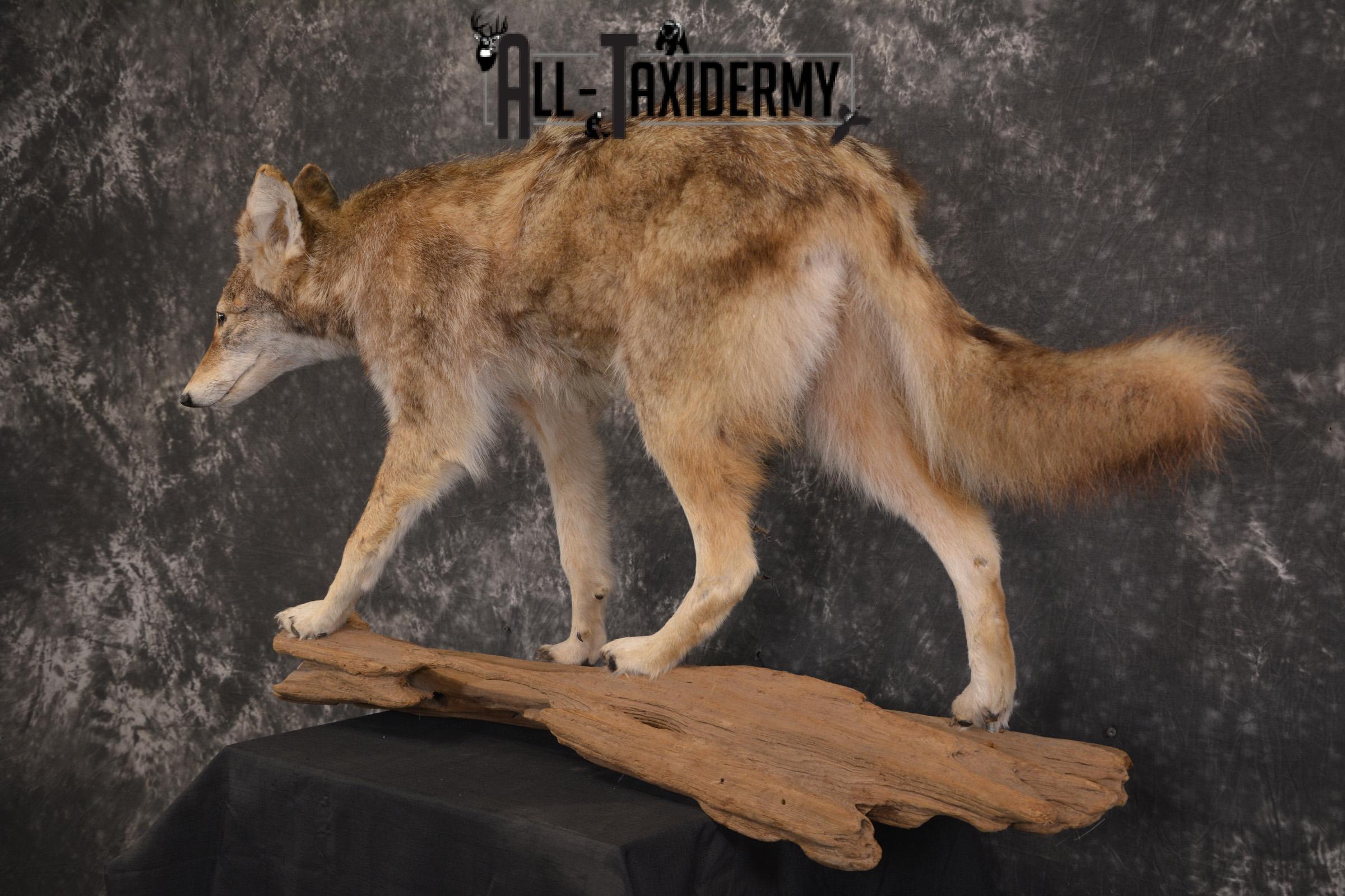 Full Body Coyote taxidermy mount for sale SKU 1968 - Image 5