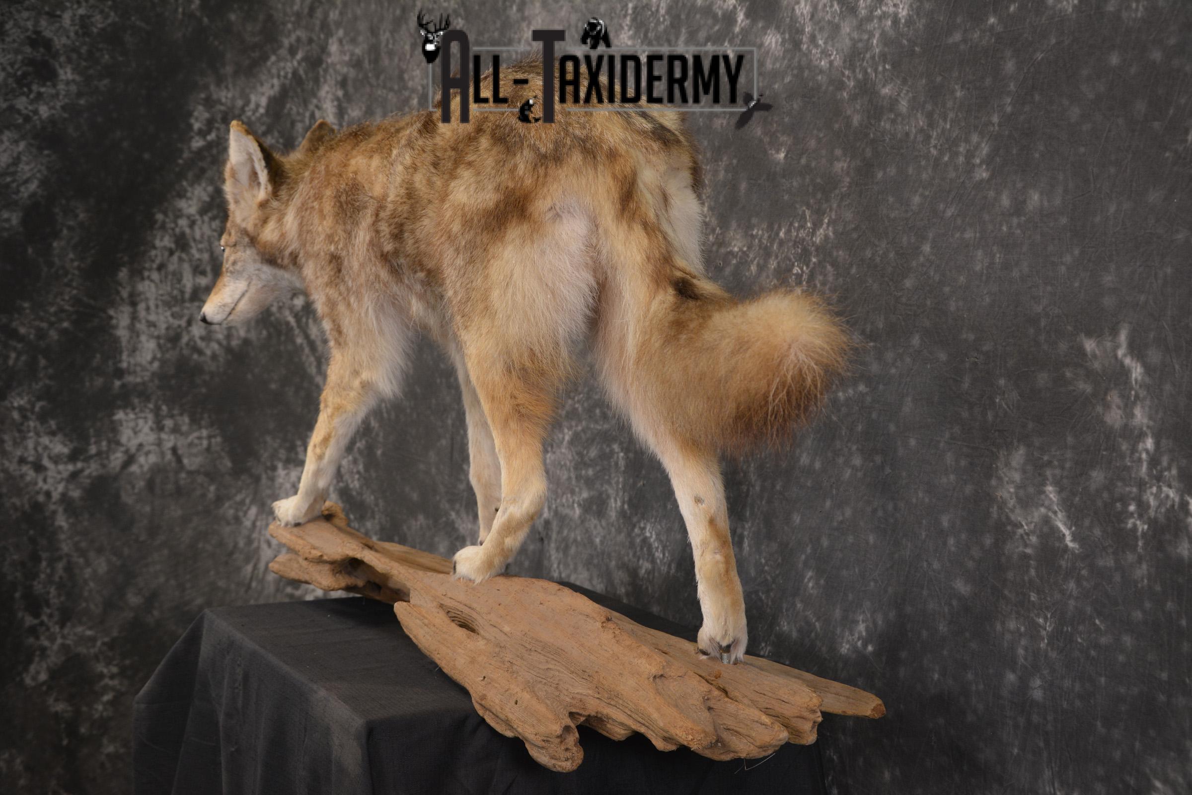 Full Body Coyote taxidermy mount for sale SKU 1968 - Image 4